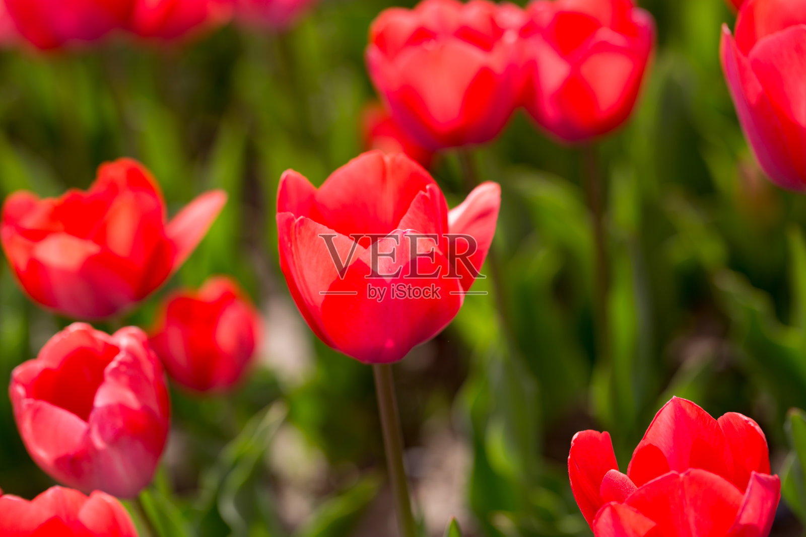 大自然中美丽的红色郁金香照片摄影图片