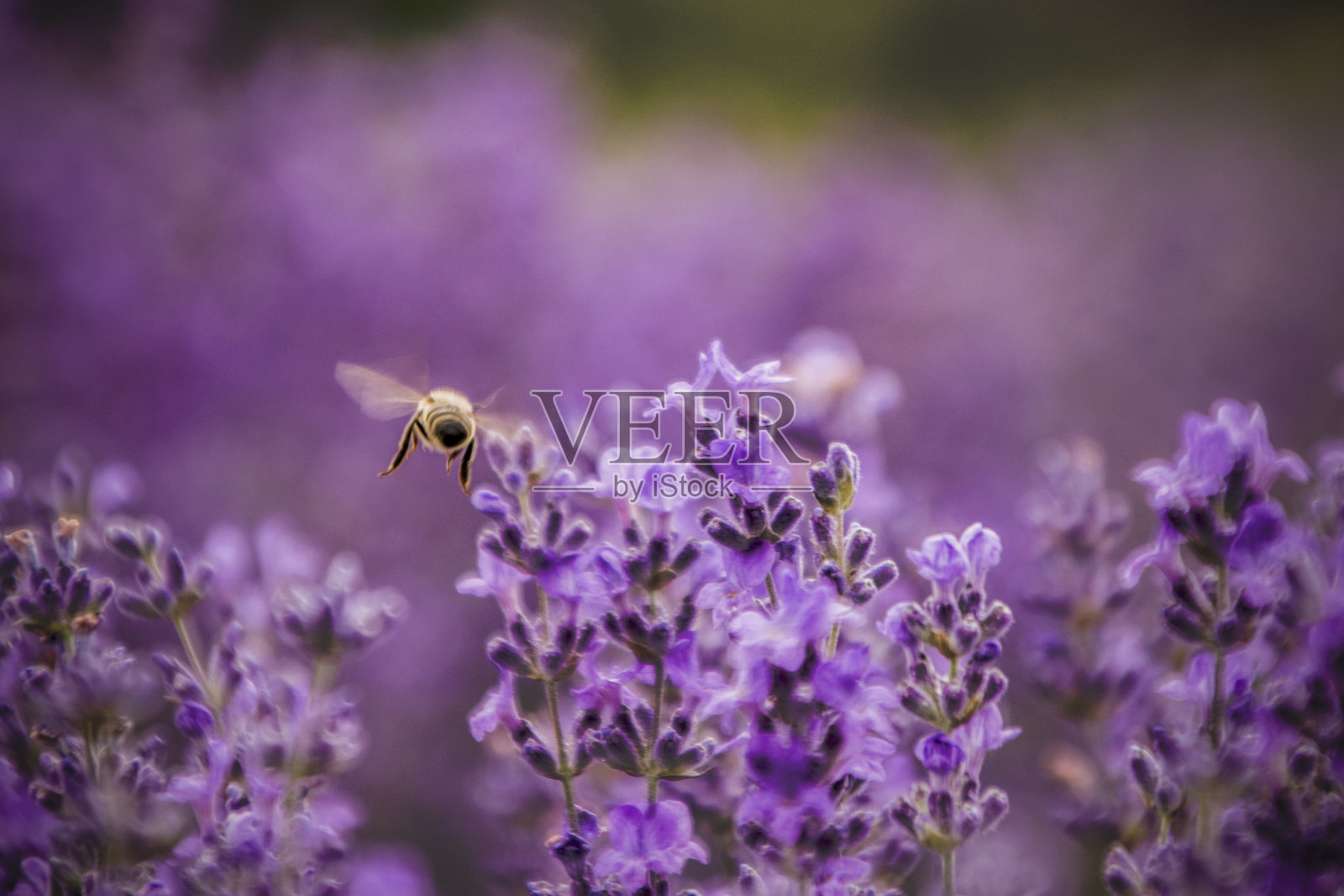 蜜蜂的飞行照片摄影图片