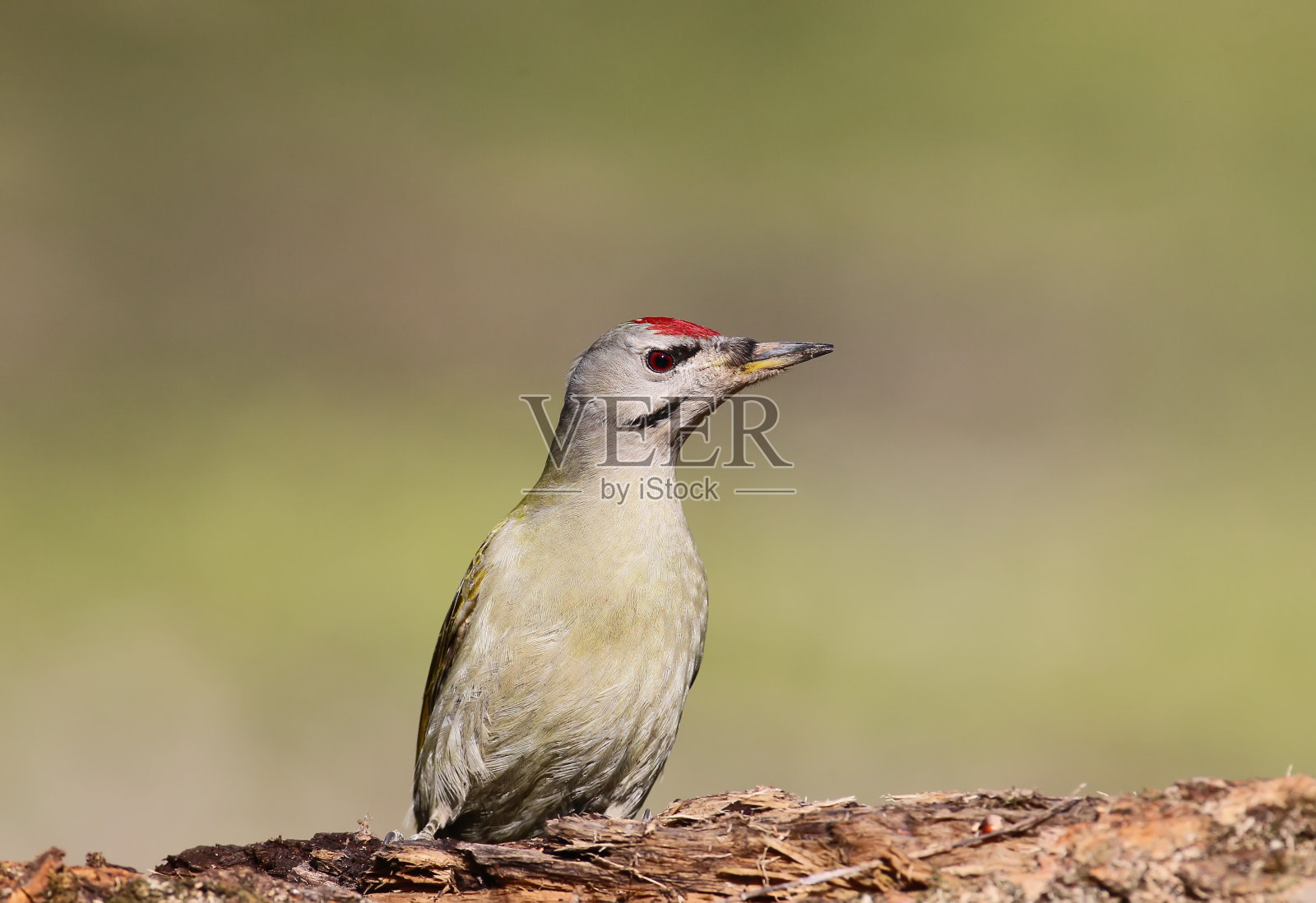 特写肖像灰色啄木鸟照片摄影图片