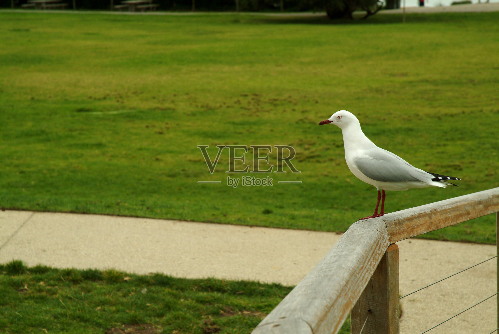 海鸥站在田野的走道上。照片摄影图片