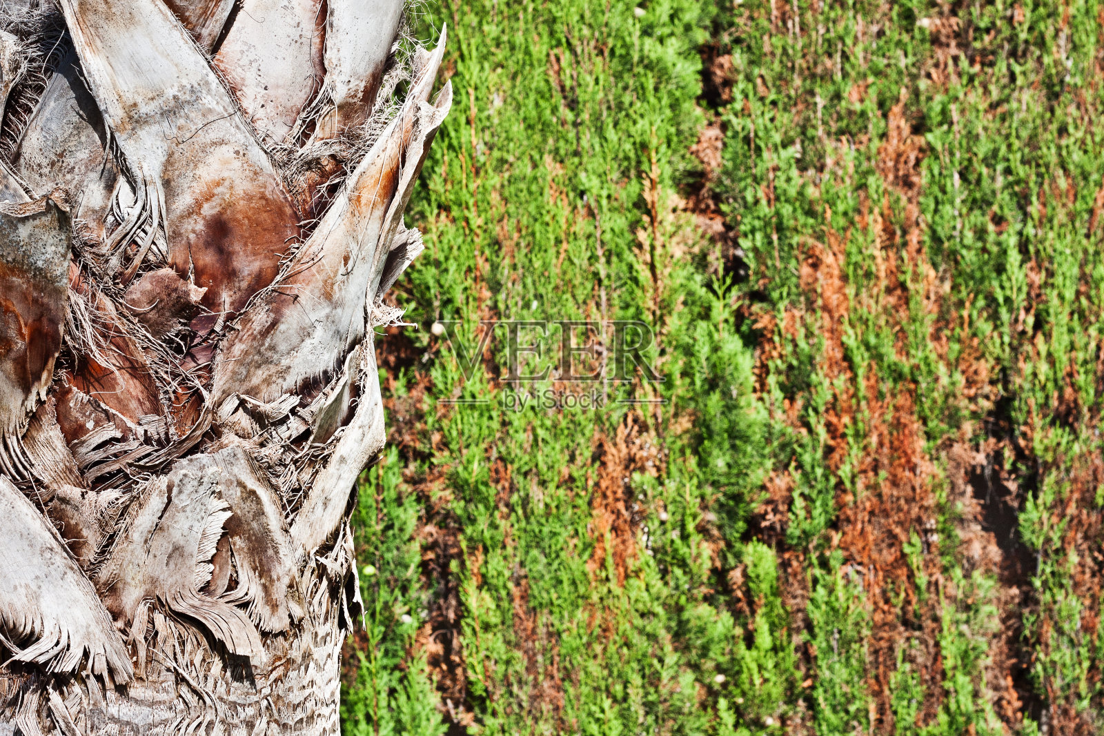 以灌木为背景的常青树树篱的棕榈树树干照片摄影图片