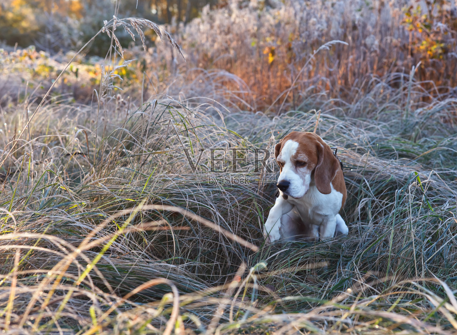 小猎犬在森林。照片摄影图片