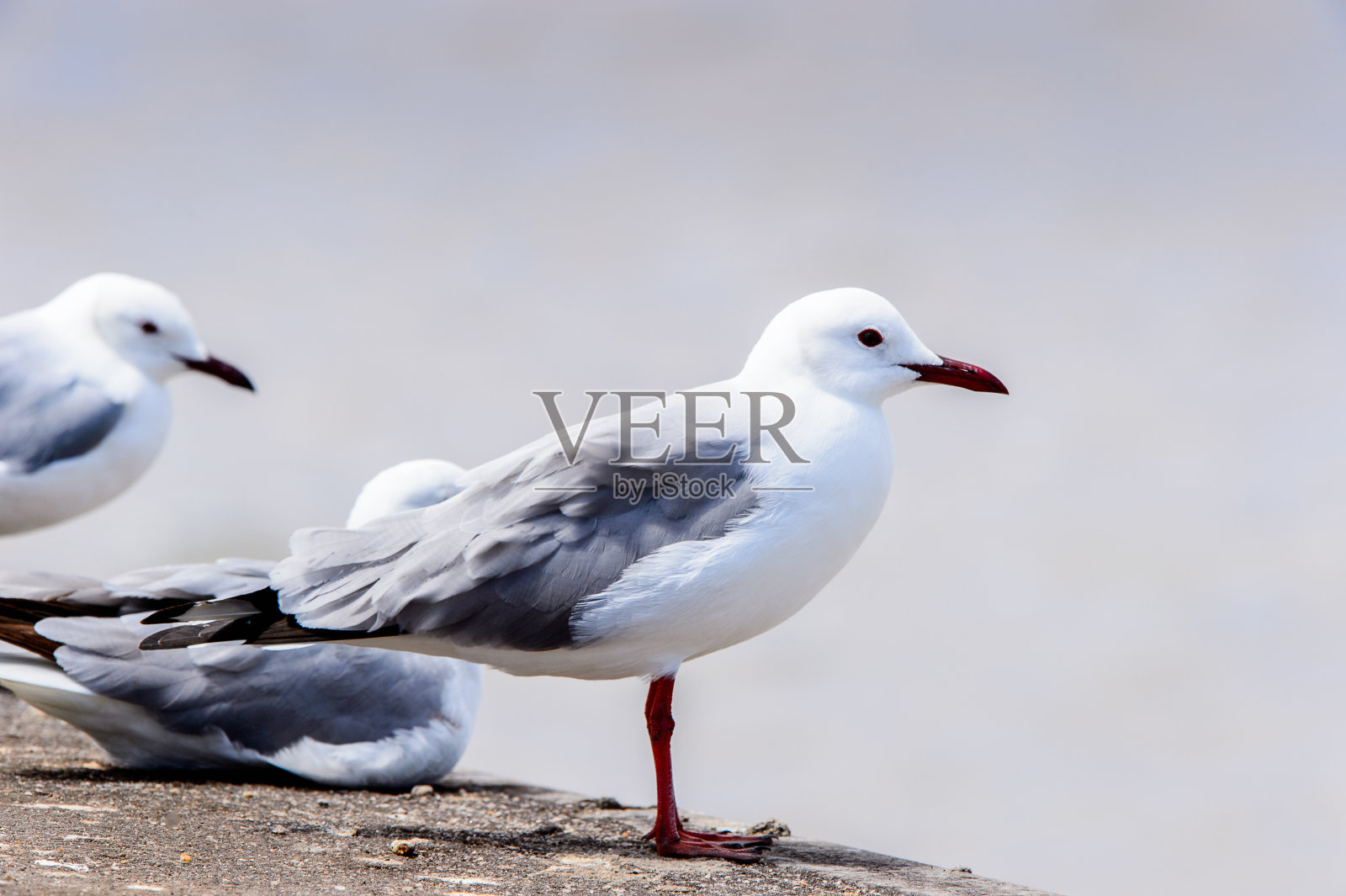 在大西洋沿岸的信天翁,沃尔维斯湾,纳米比亚照片摄影图片