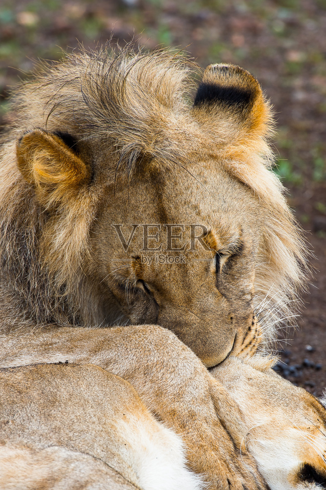 在非洲津巴布韦,一只狮子在地上亲吻他的妻子照片摄影图片