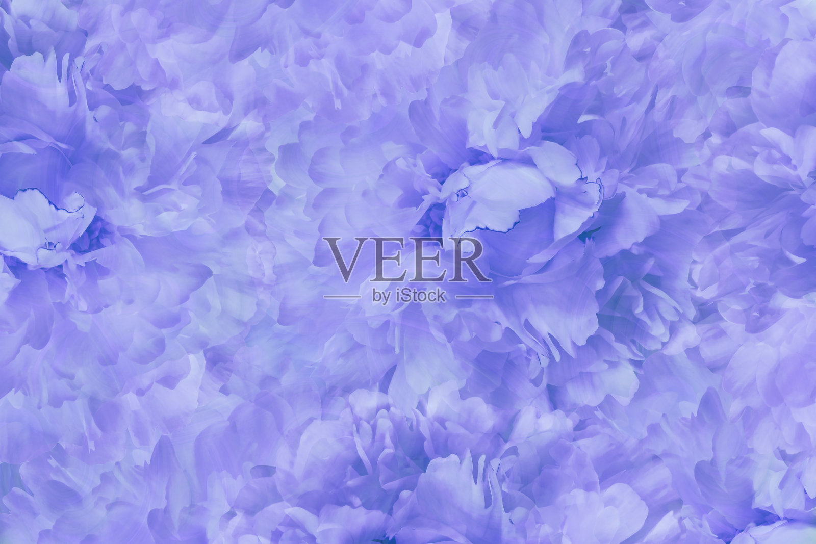 花浅蓝色美丽的背景。花墙纸蓝白牡丹。花组成。特写镜头。大自然。照片摄影图片