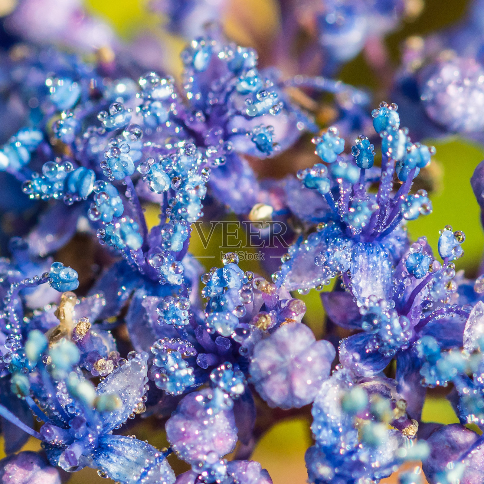 绣球花滴照片摄影图片