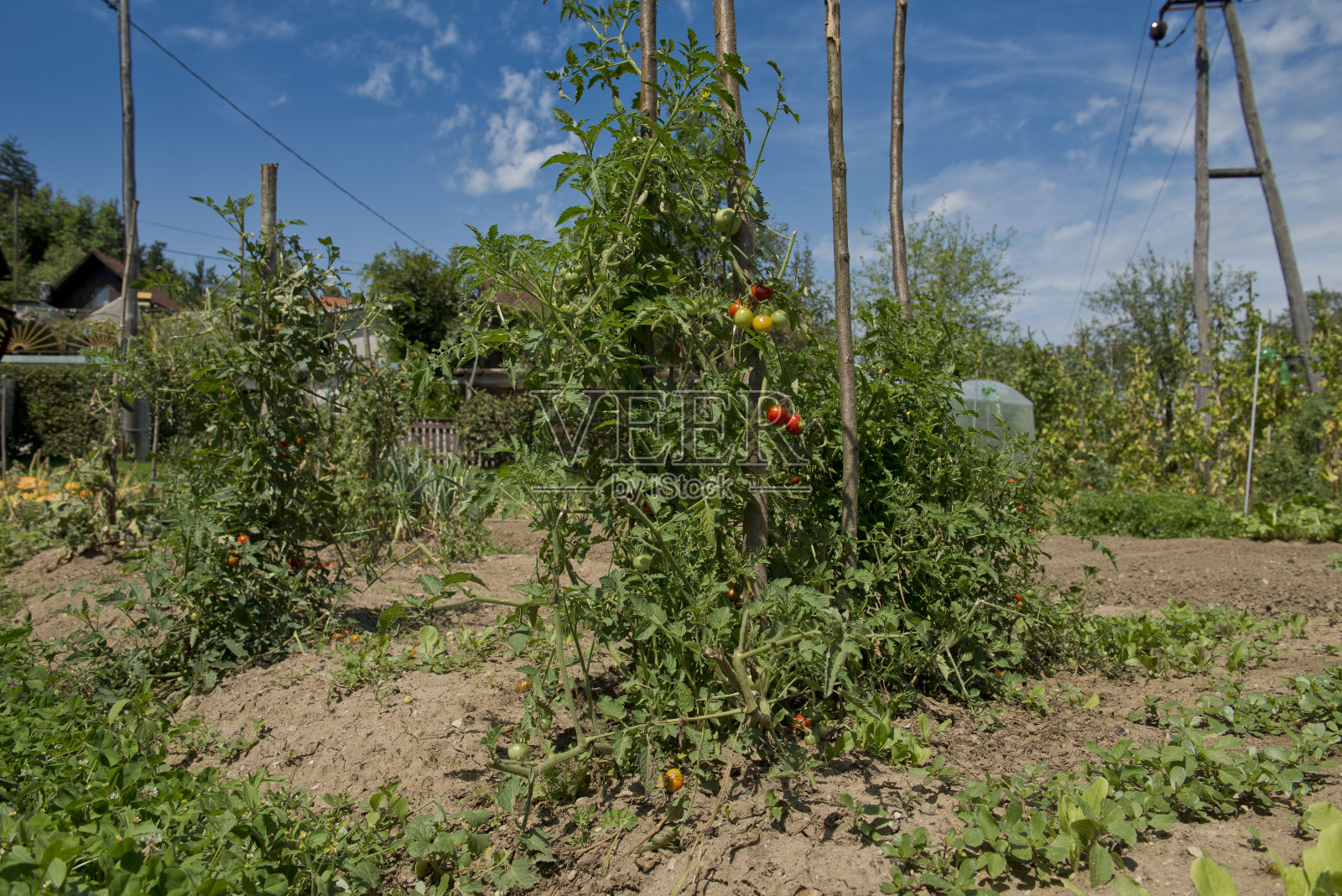 西红柿照片摄影图片