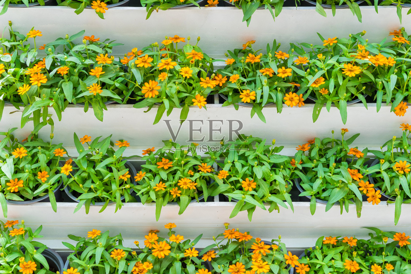 花园里的橙花照片摄影图片