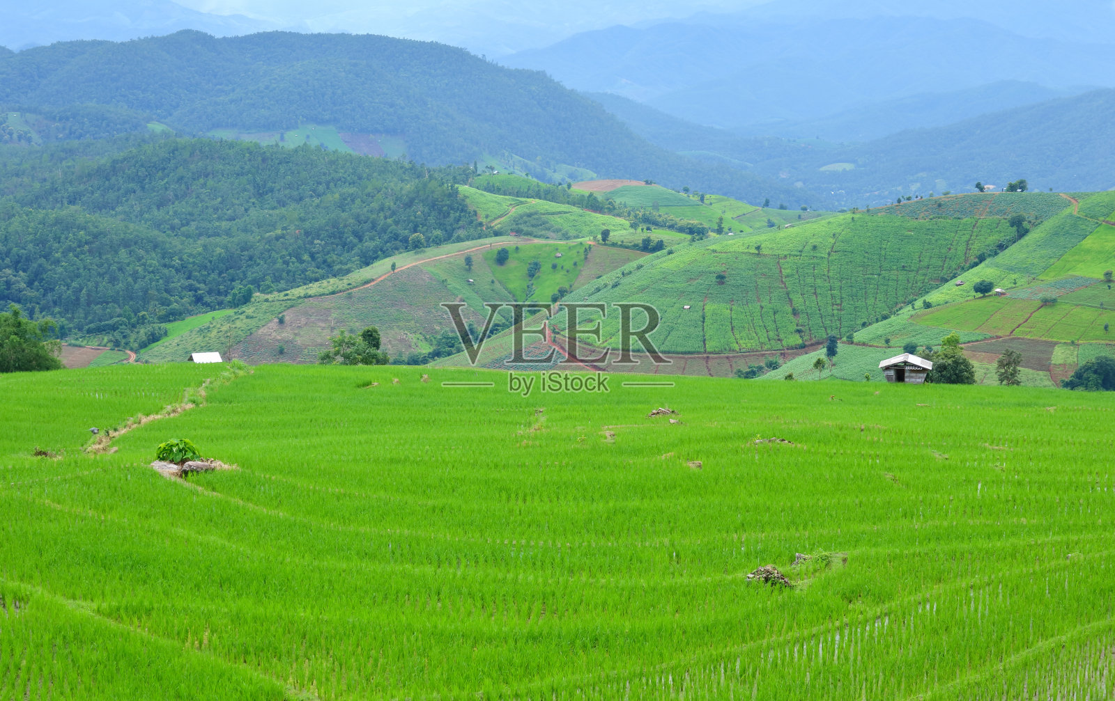 水稻梯田照片摄影图片