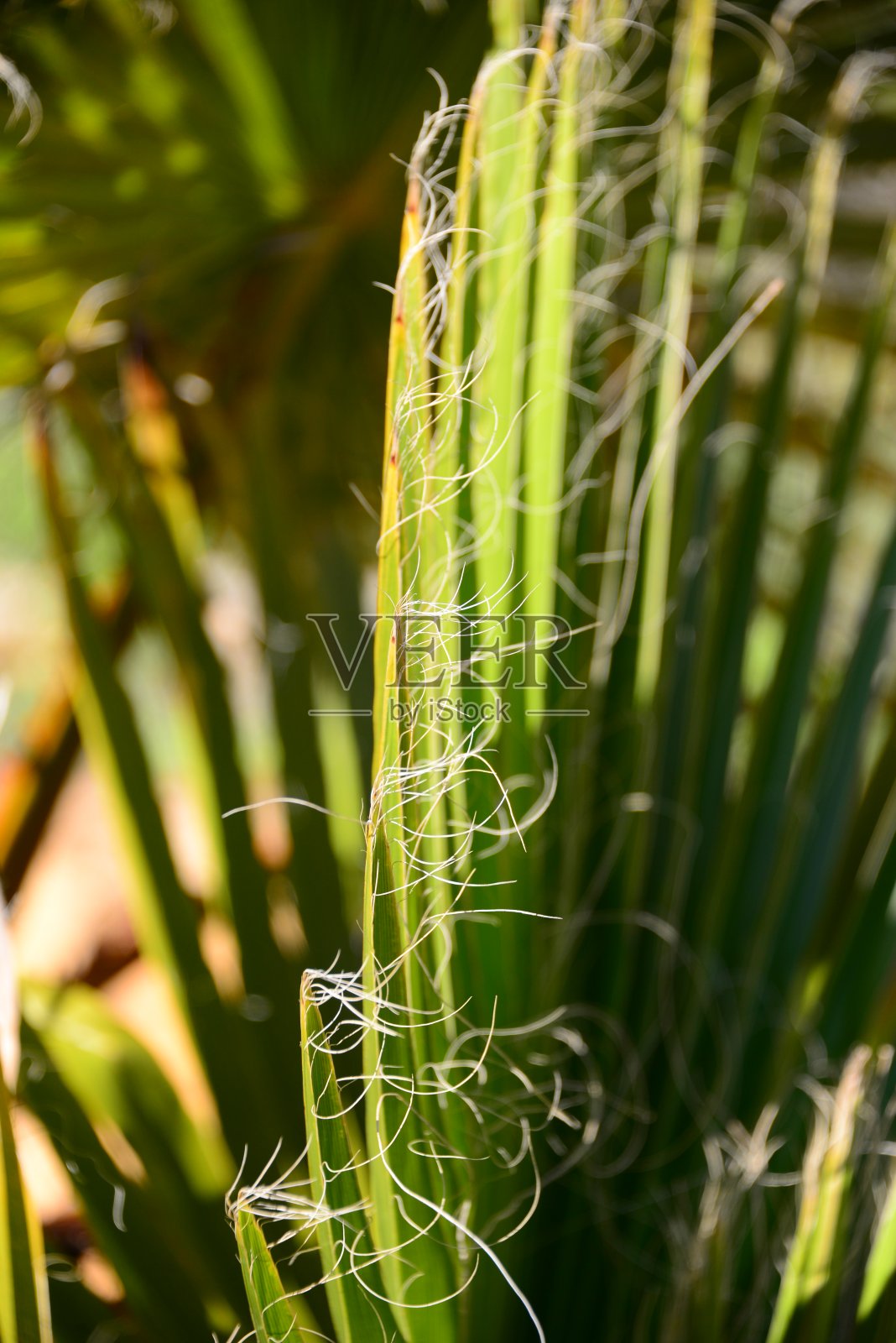 一是丛林森林一一是棕榈树树叶一是西班牙照片摄影图片