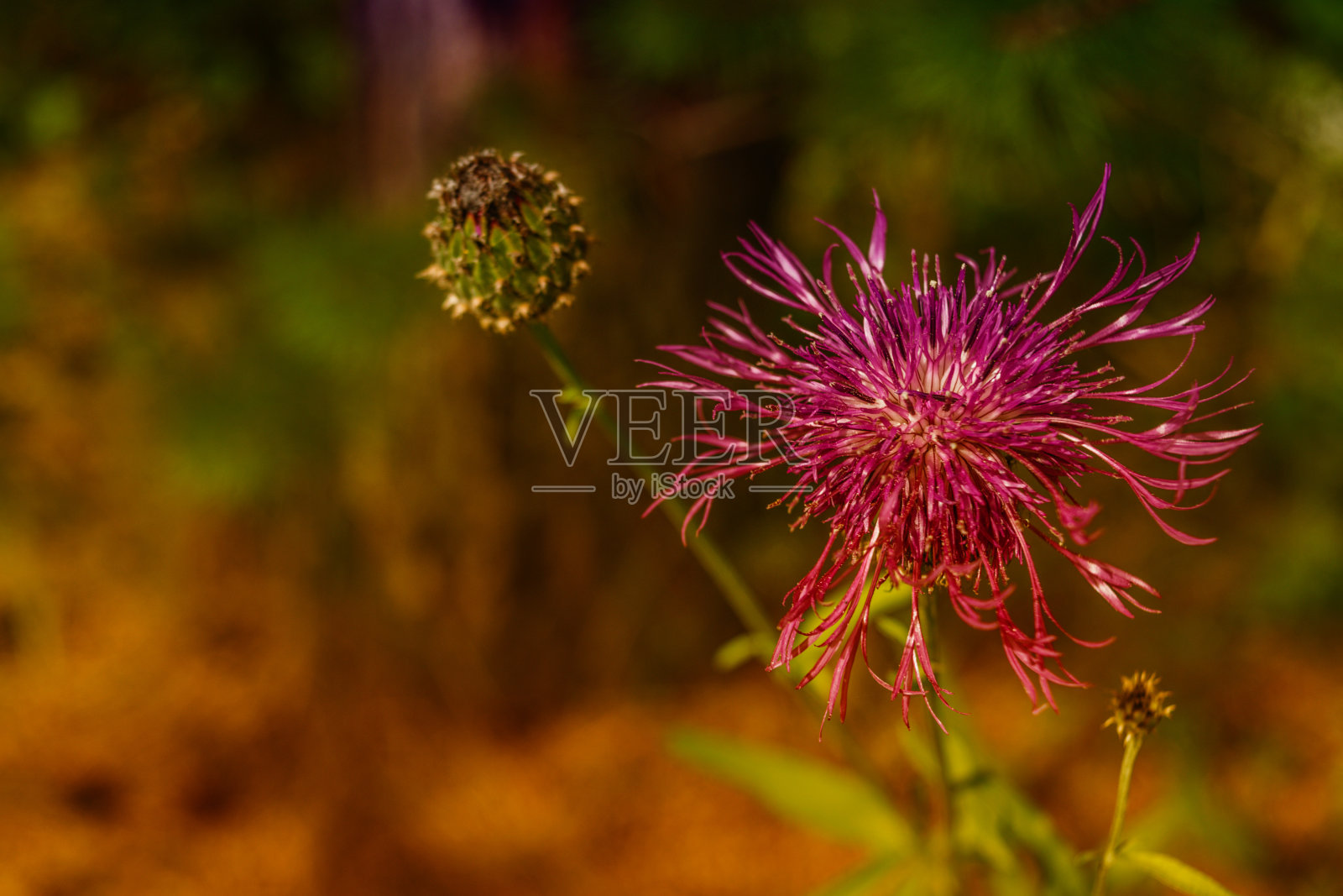 蓟盛开的美丽背景照片摄影图片