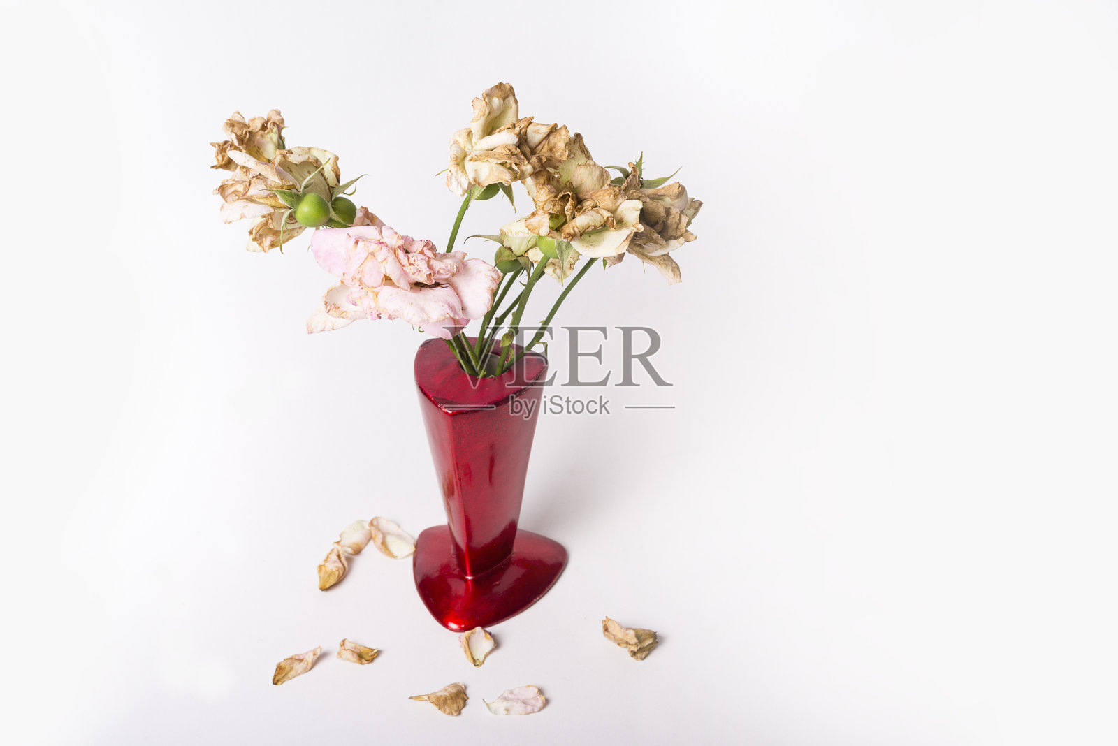 白色背景上红色花瓶里的死玫瑰照片摄影图片