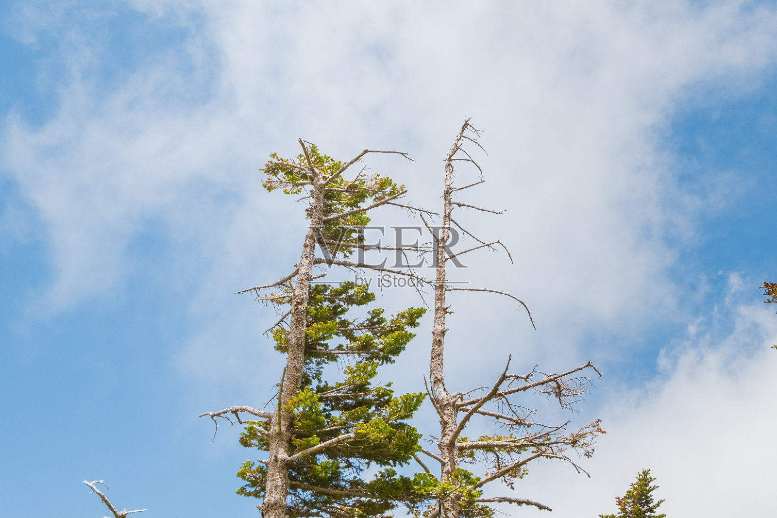 新鲜的树映衬着蓝天照片摄影图片
