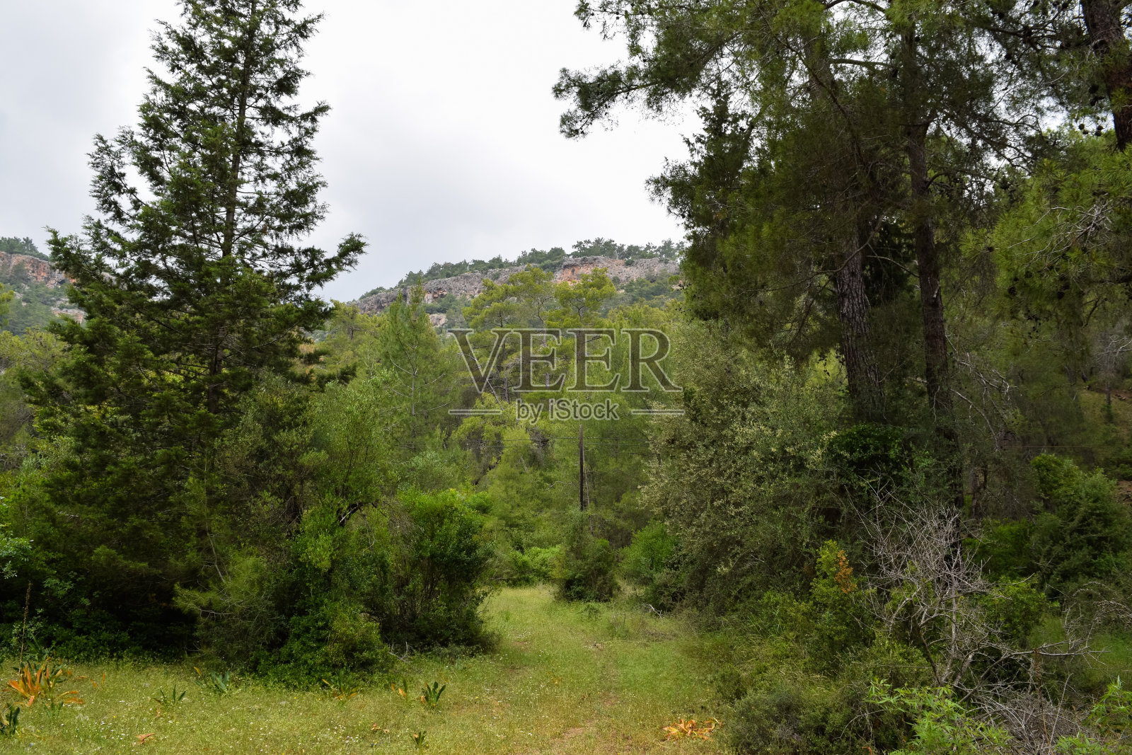 土耳其的性质。Phaselis古老的城市领土。地中海沿岸。小亚细亚照片摄影图片