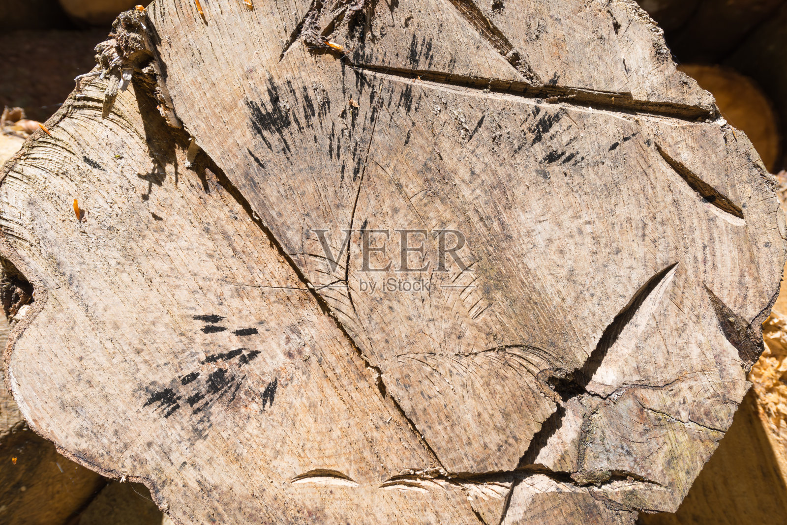 自然背景:砍伐后的老树照片摄影图片