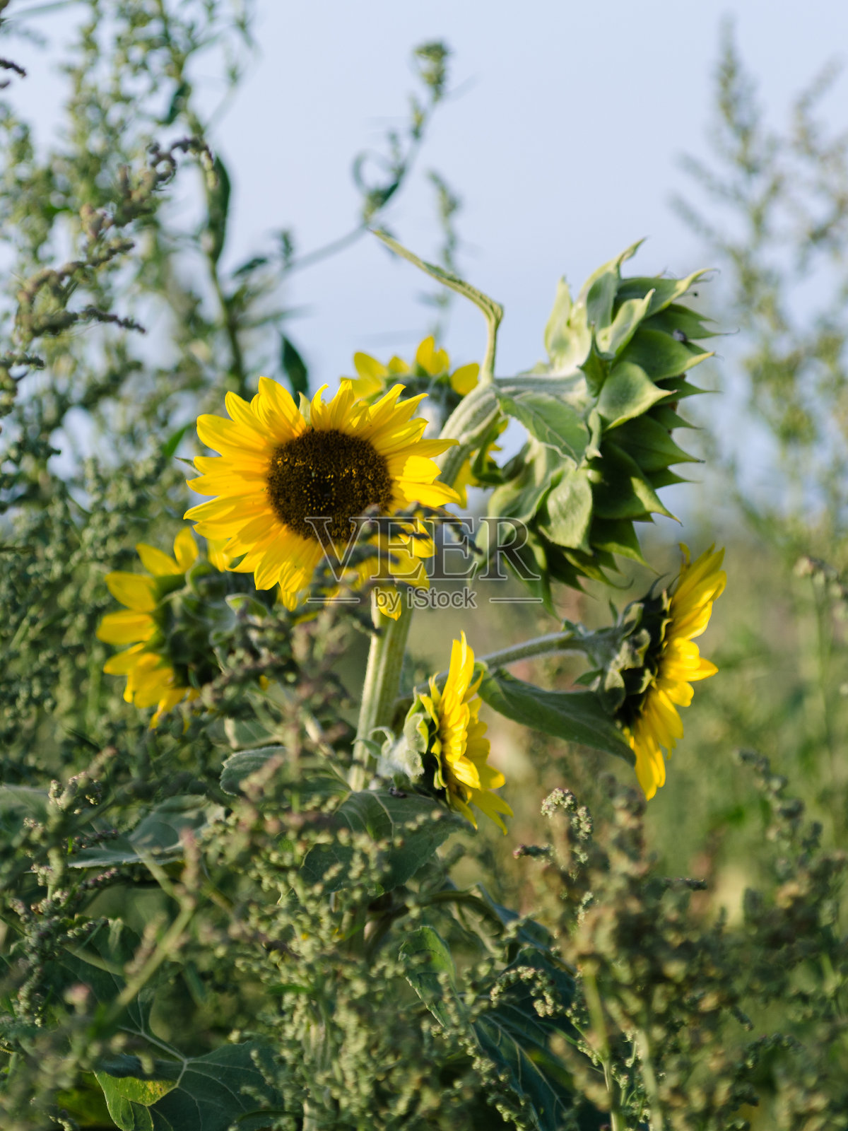 田野上长着美丽的向日葵,夜晚的阳光灿烂。照片摄影图片