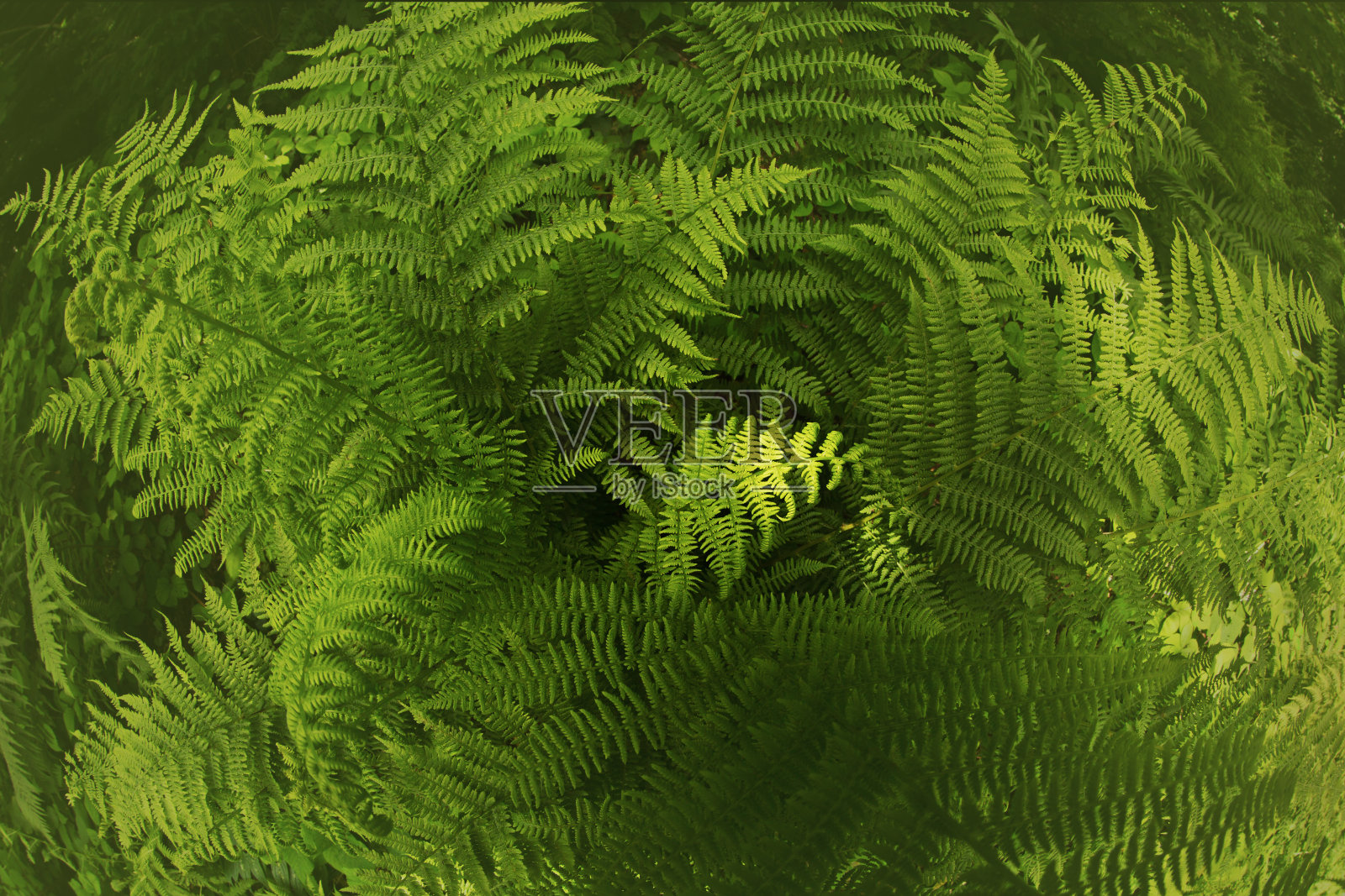 树阴下的蕨类植物照片摄影图片