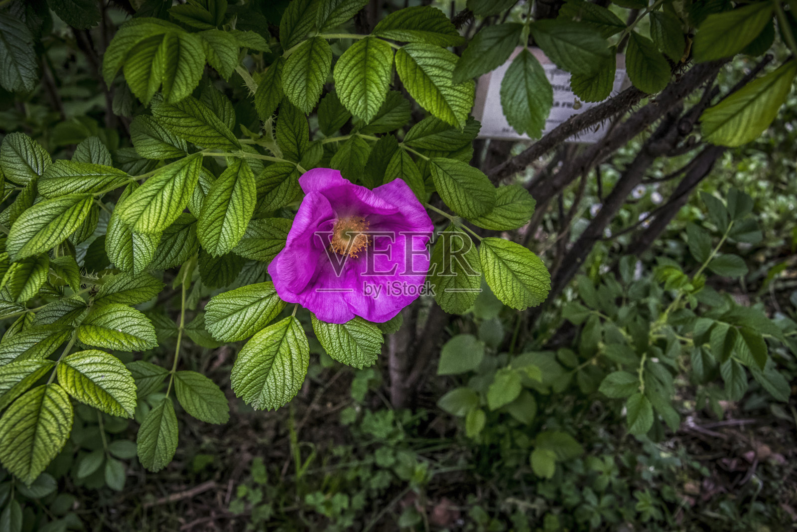粉色玫瑰照片摄影图片