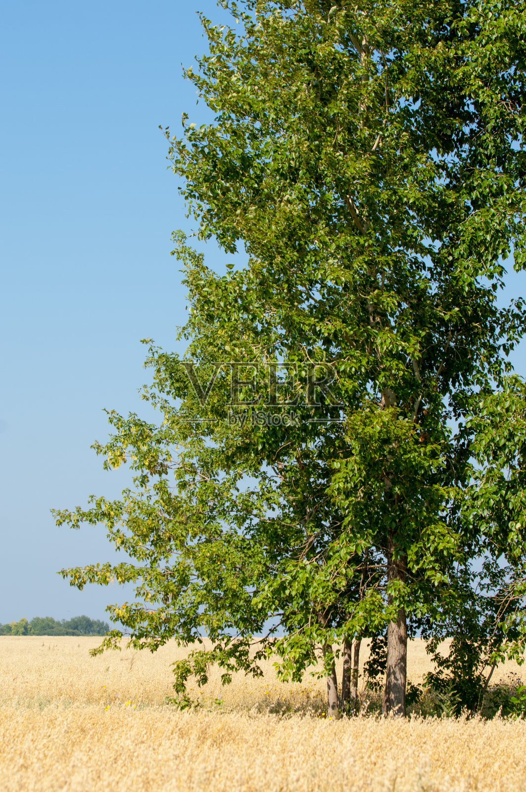 夏天是成熟的大麦田照片摄影图片