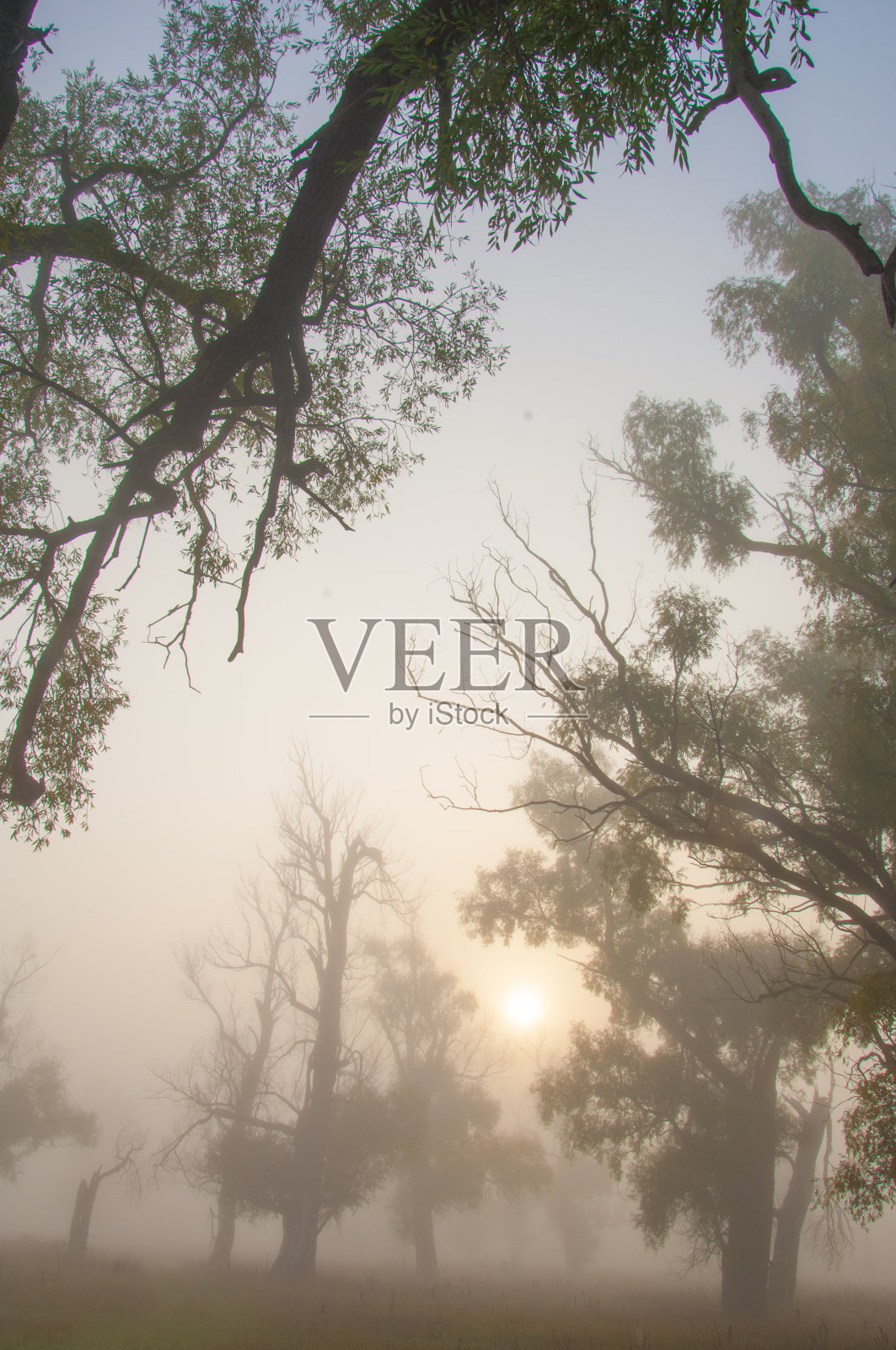 秋天,秋天,树叶落下,树叶落下照片摄影图片