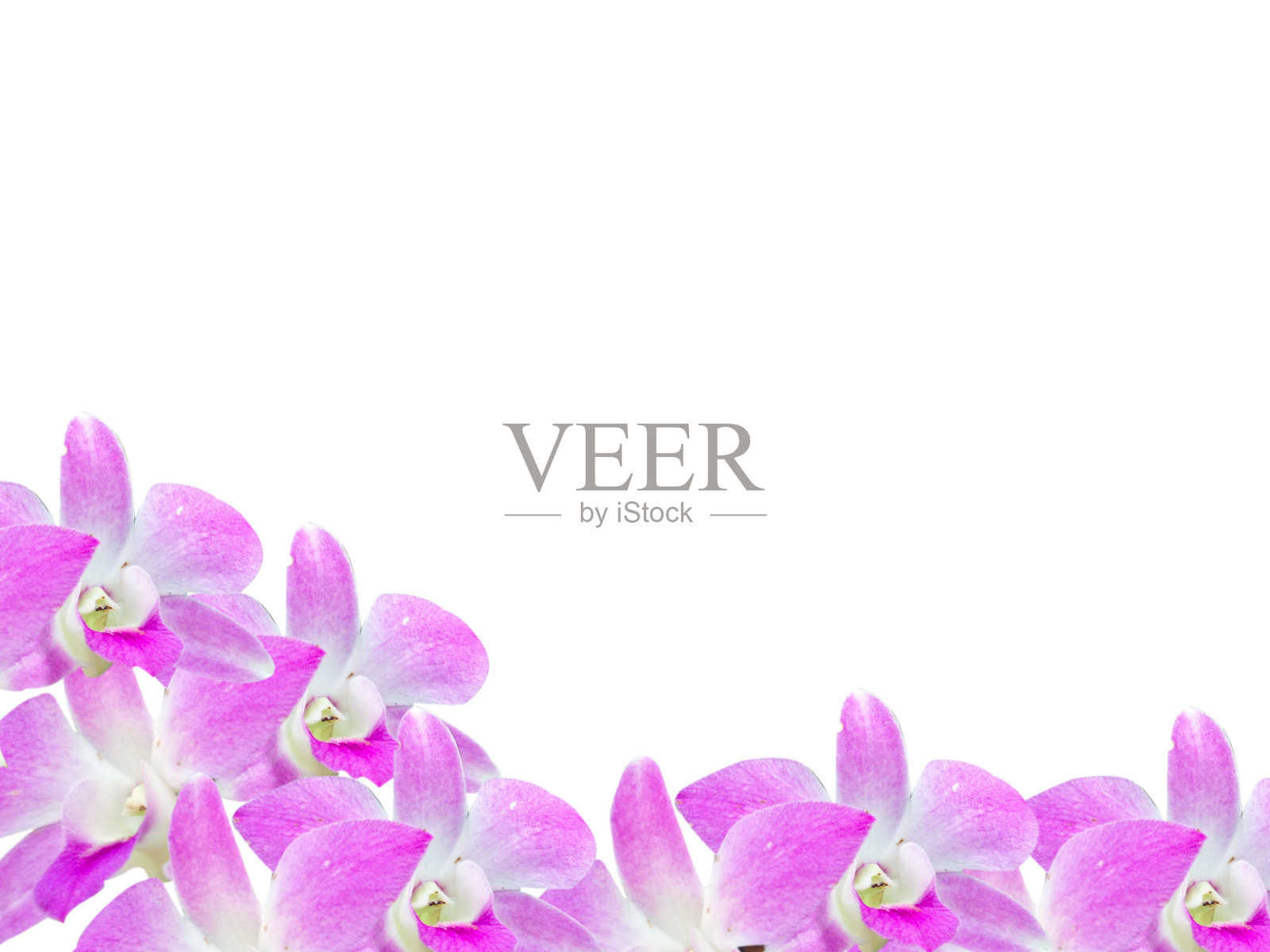 美丽的兰花花框架孤立在白色的背景为您的设计照片摄影图片