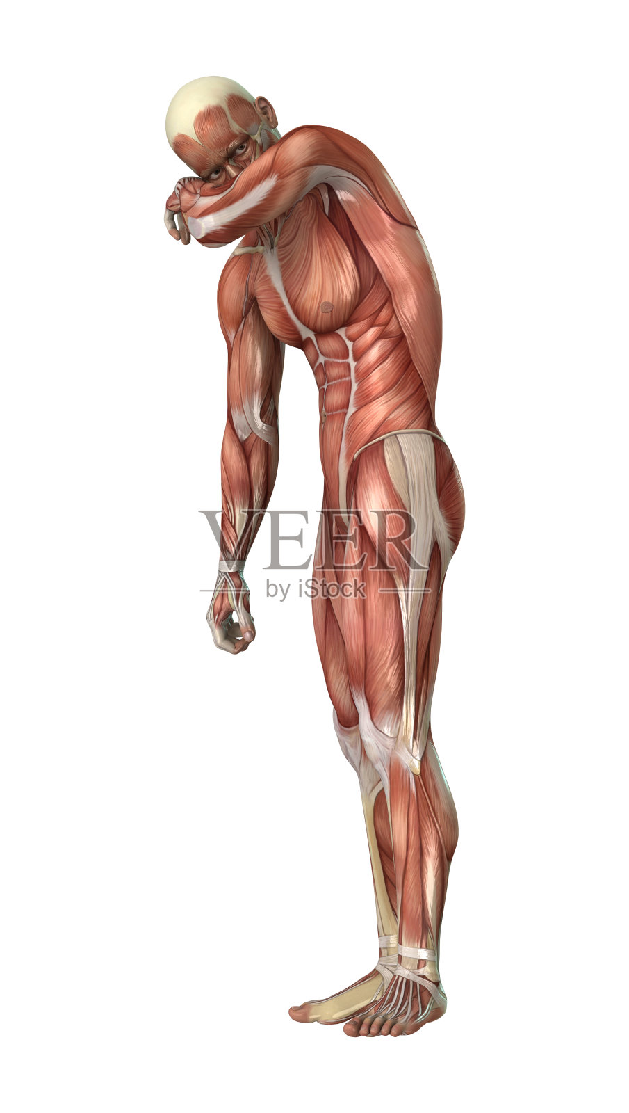 3D渲染男性图形肌肉地图上的白色照片摄影图片