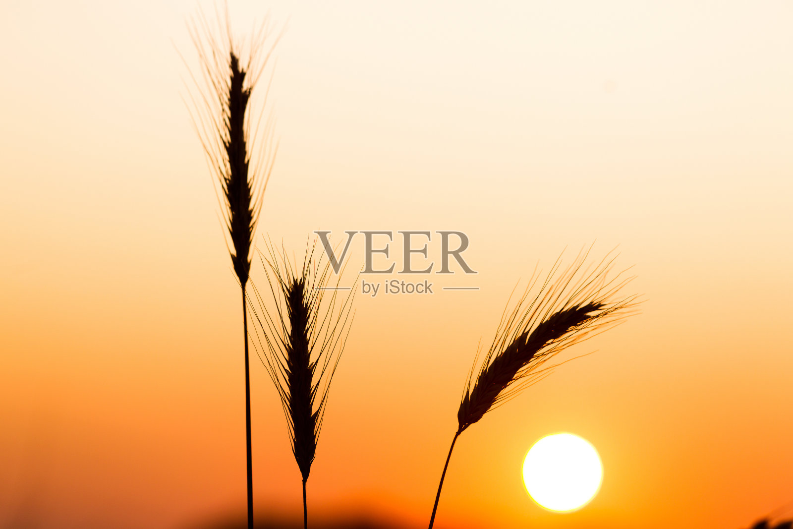 夏夜成熟的黑麦穗照片摄影图片