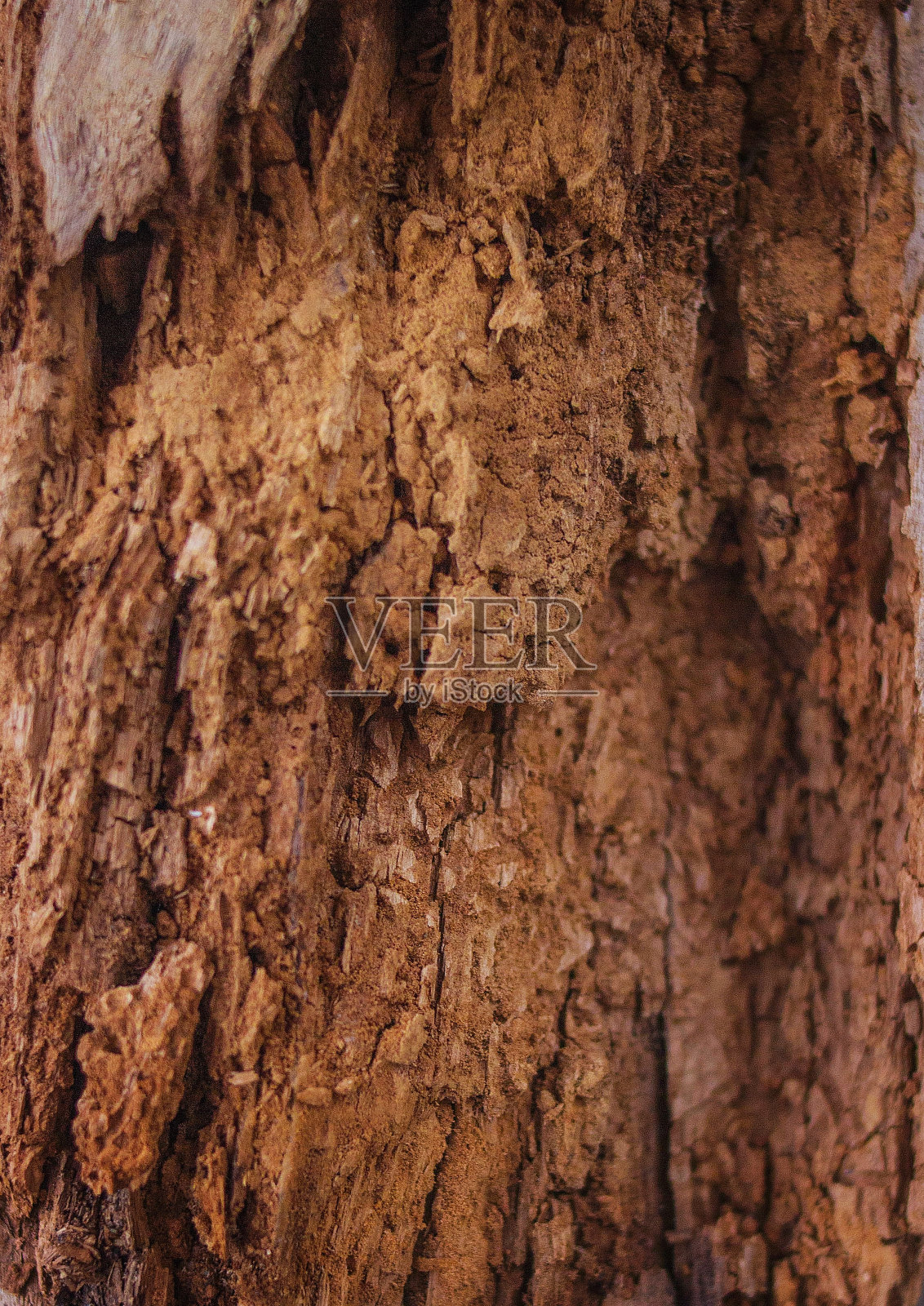 美丽的腐烂的树照片摄影图片