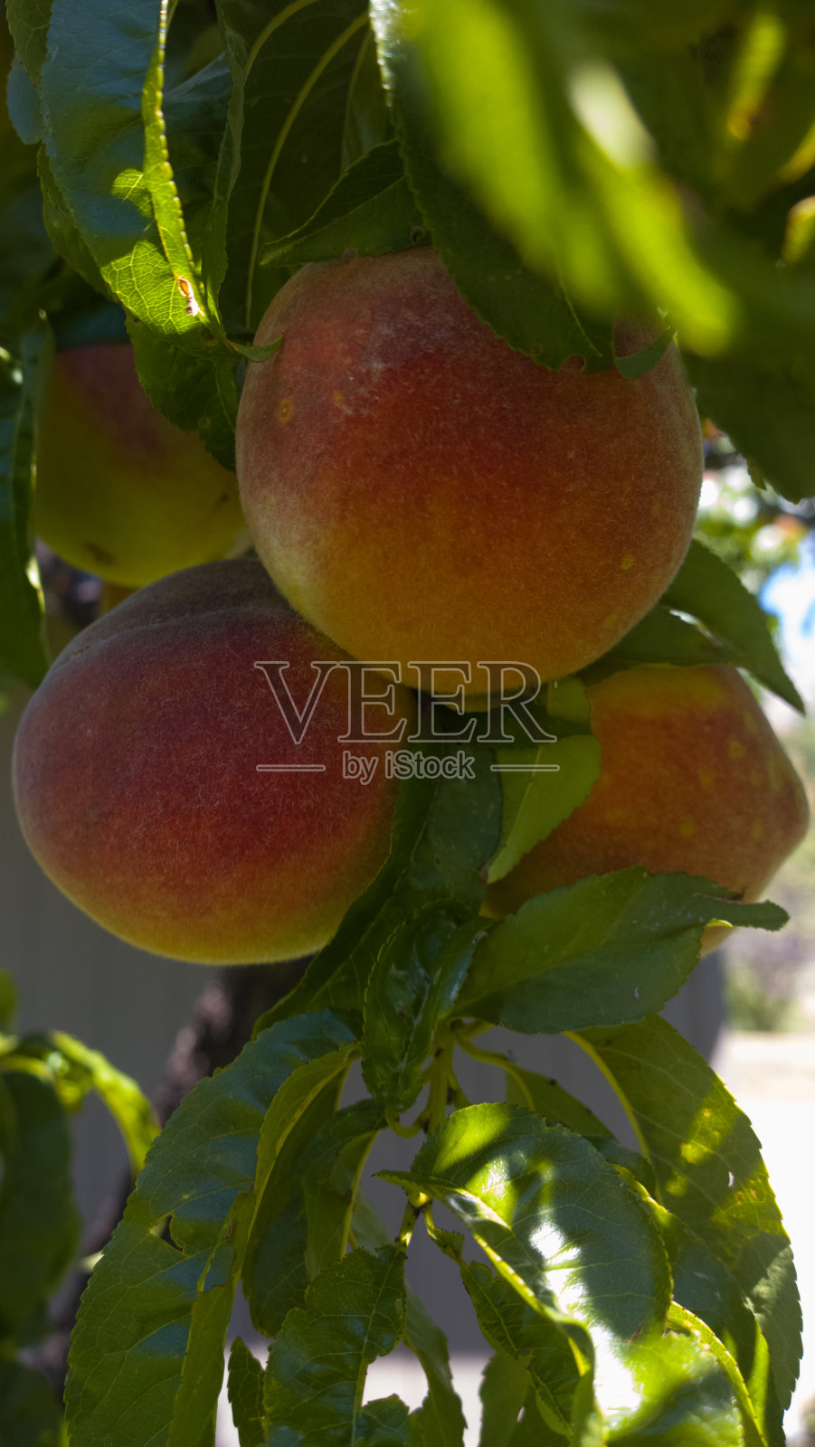 三个桃子-垂直照片摄影图片