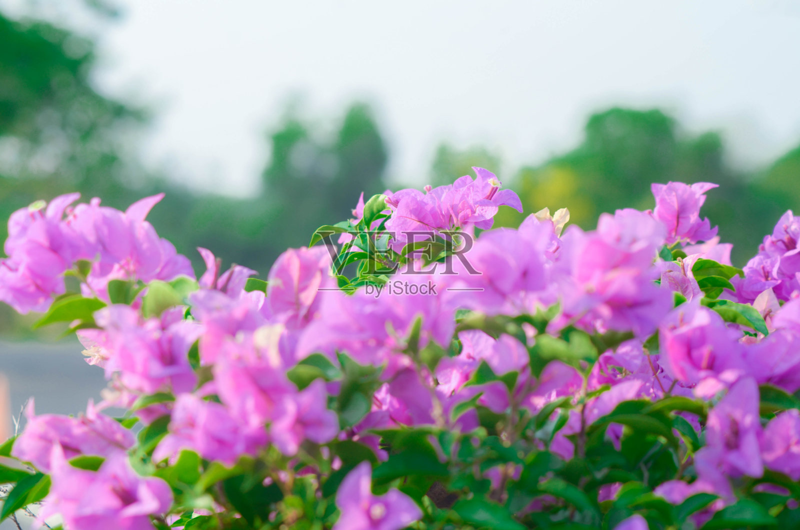 九重葛,泰国的粉红色花朵照片摄影图片