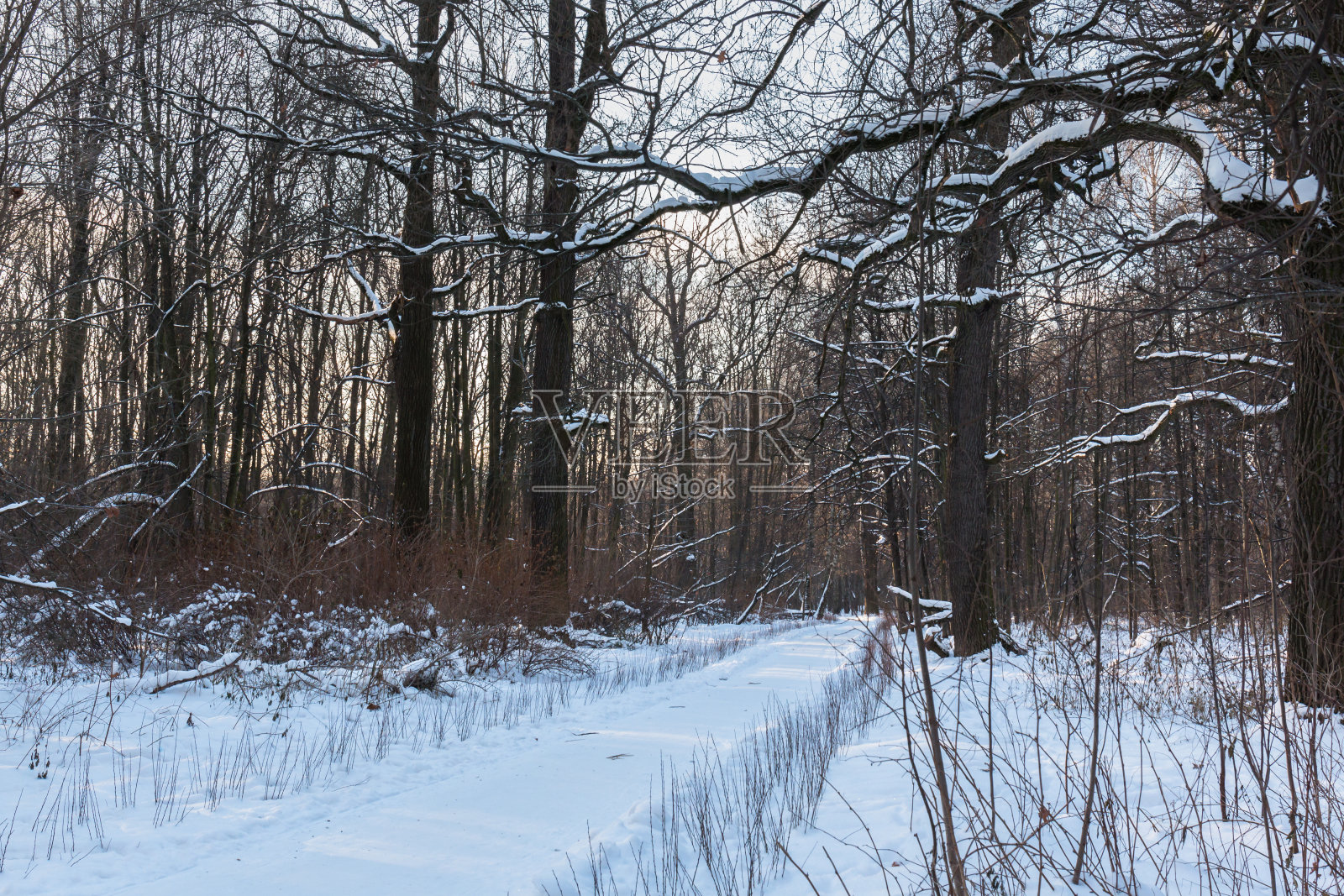 冬天的路穿过森林,树枝上覆盖着白雪照片摄影图片