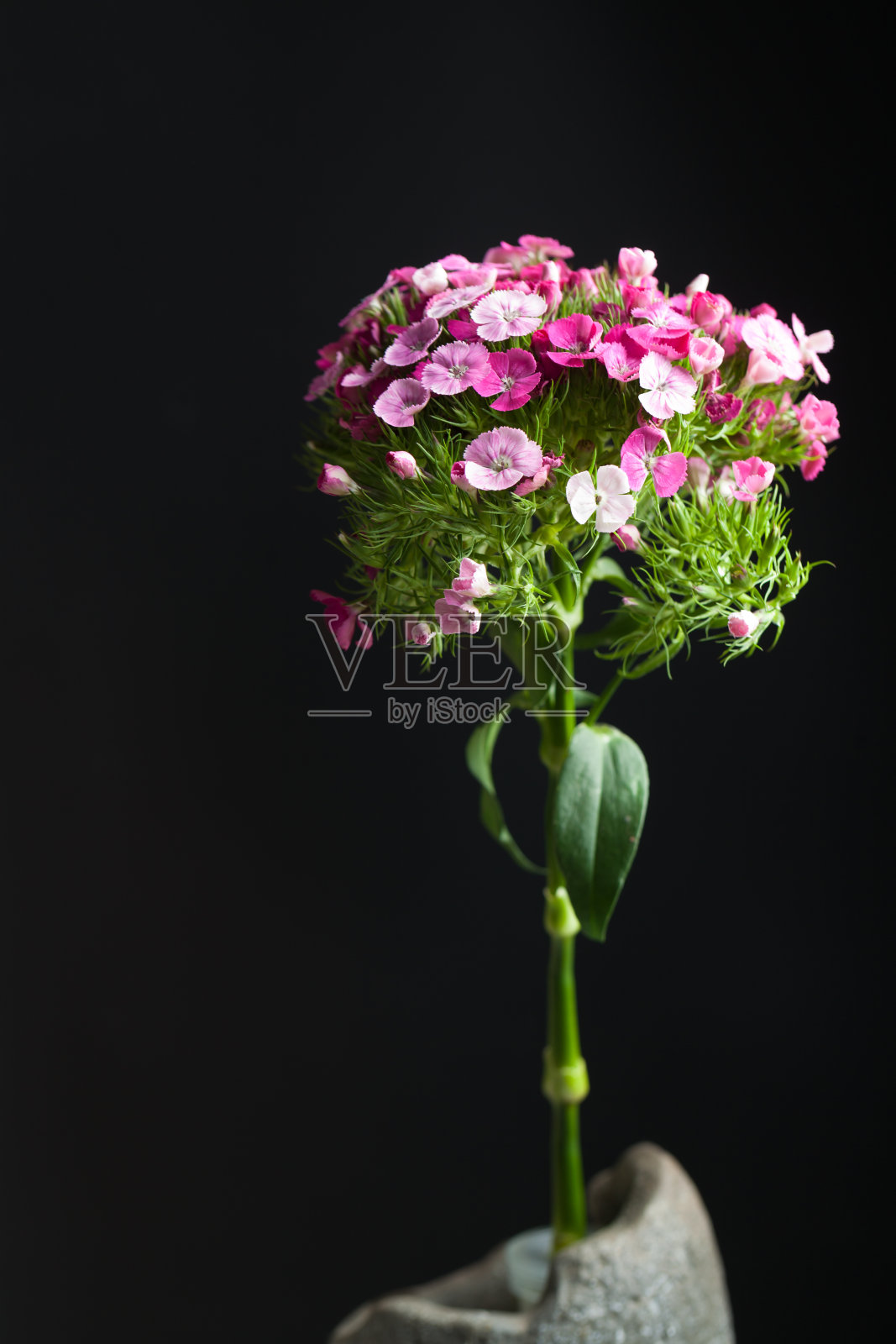 石竹工作室拍摄黑色背景照片摄影图片
