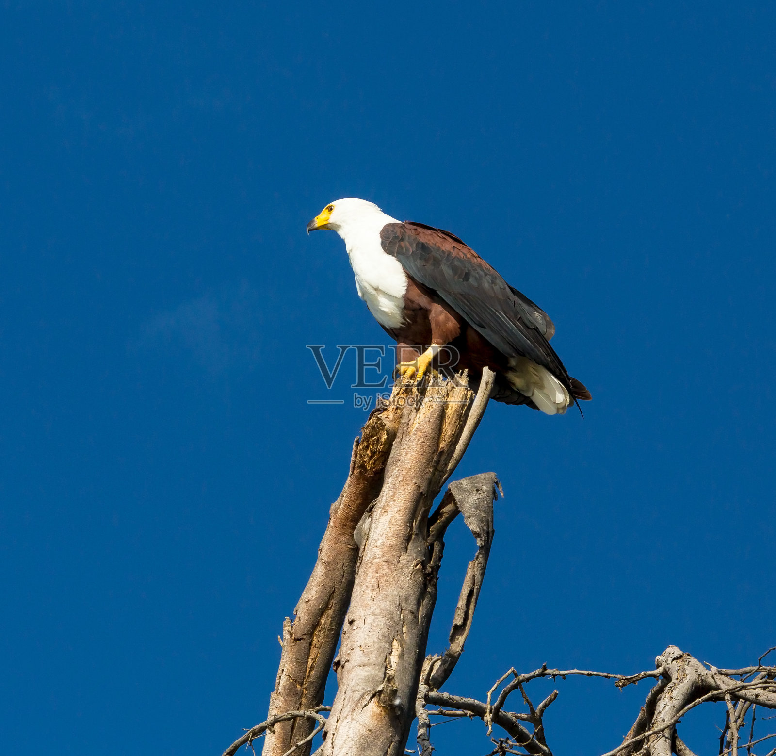 非洲鱼鹰照片摄影图片