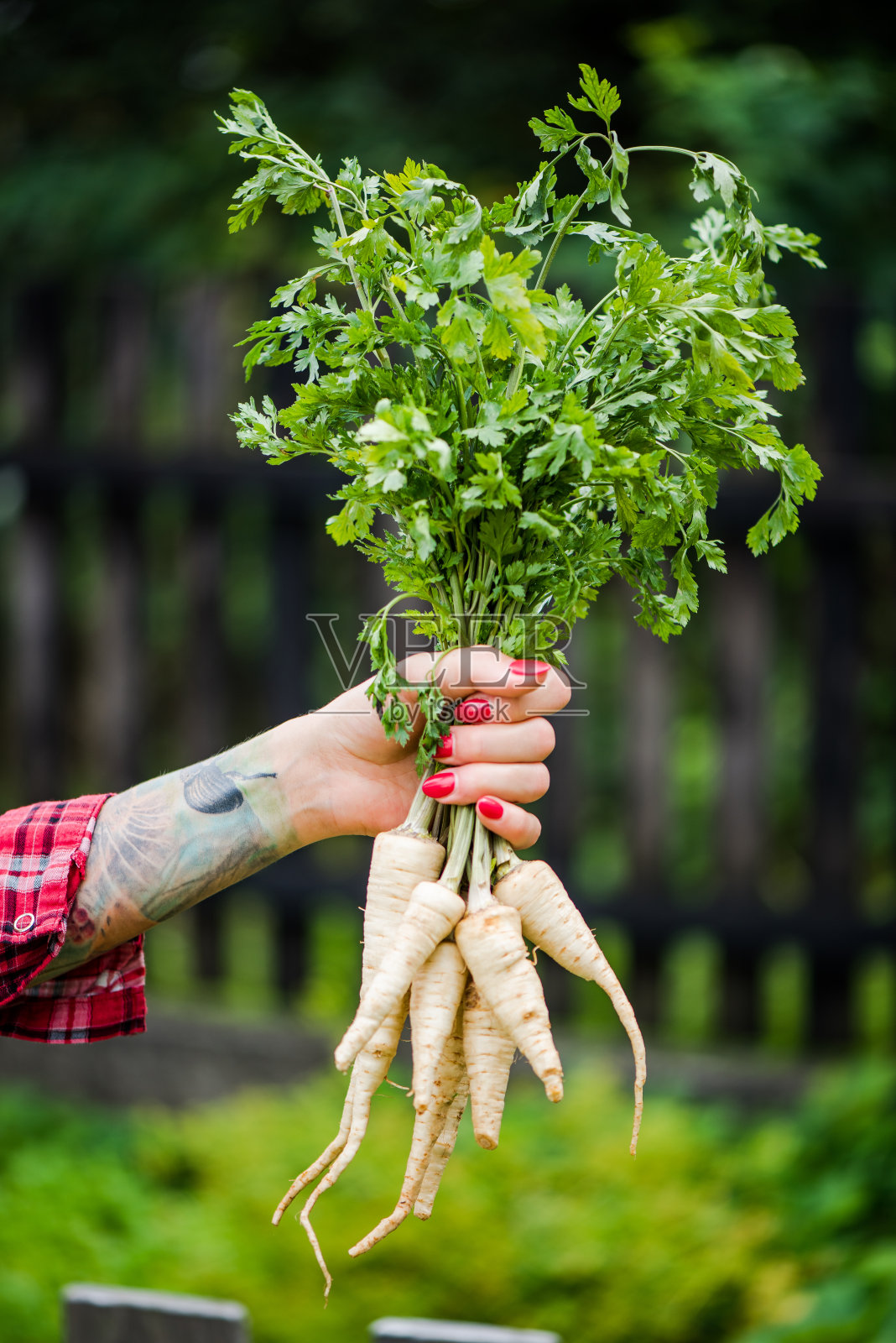 有纹身的千禧一代女性在花园里拿着欧芹照片摄影图片