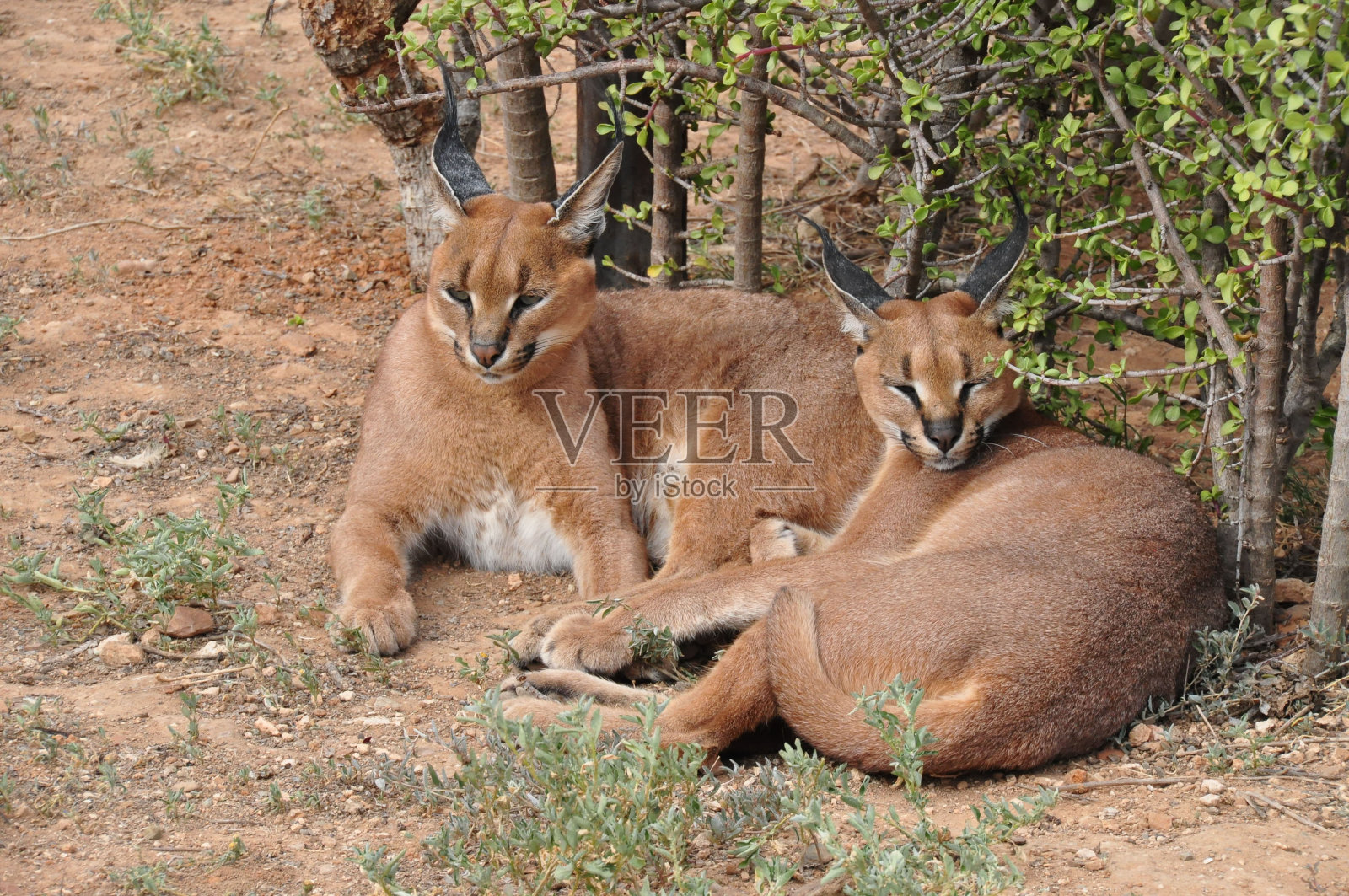 狞猫对放松照片摄影图片