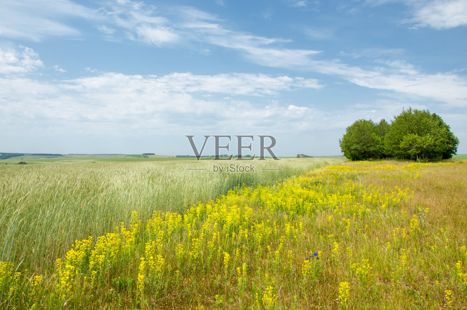 夏季景观与麦田和云彩照片摄影图片