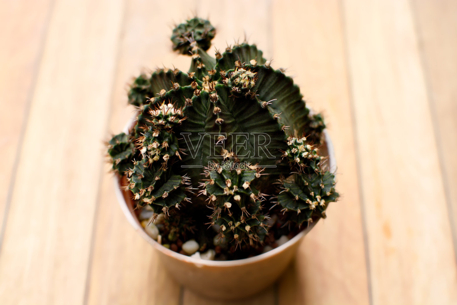 仙人掌在焙砂锅里照片摄影图片