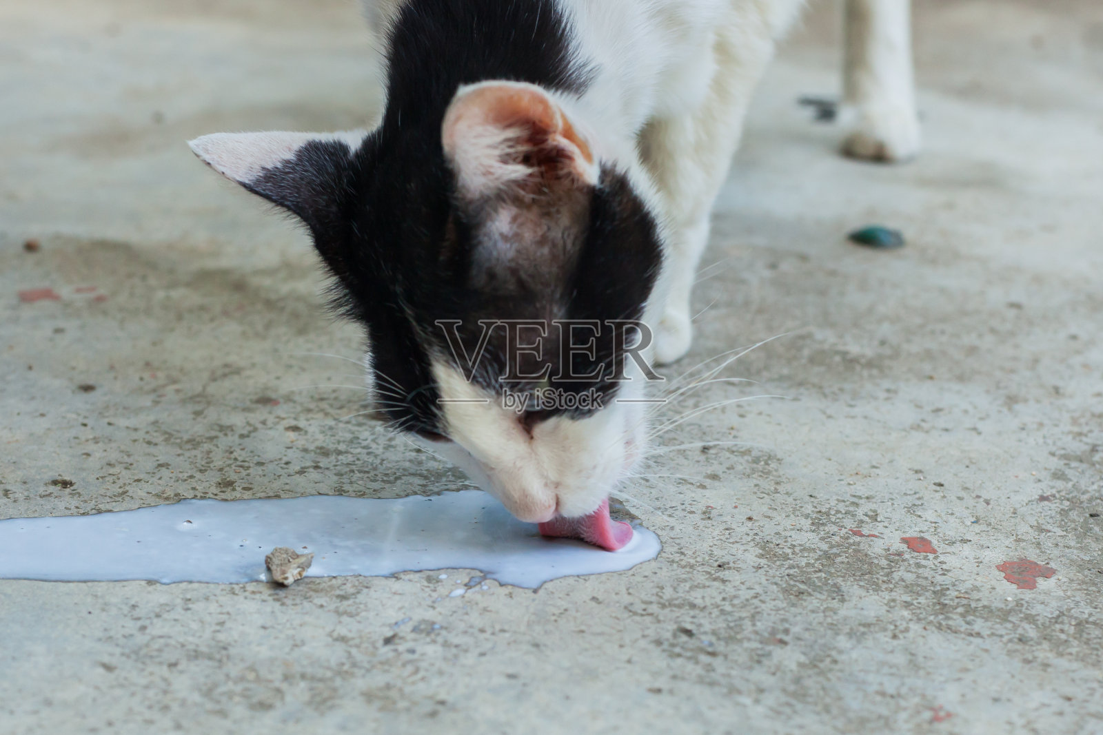 一只小猫坐在一个小镇上。泰国照片摄影图片