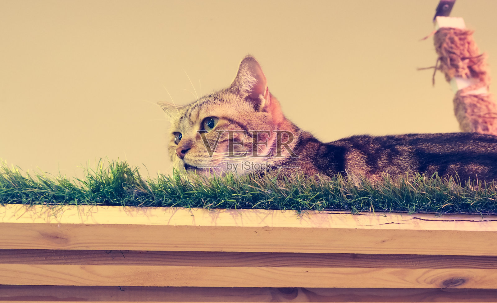 美丽的短毛猫照片摄影图片