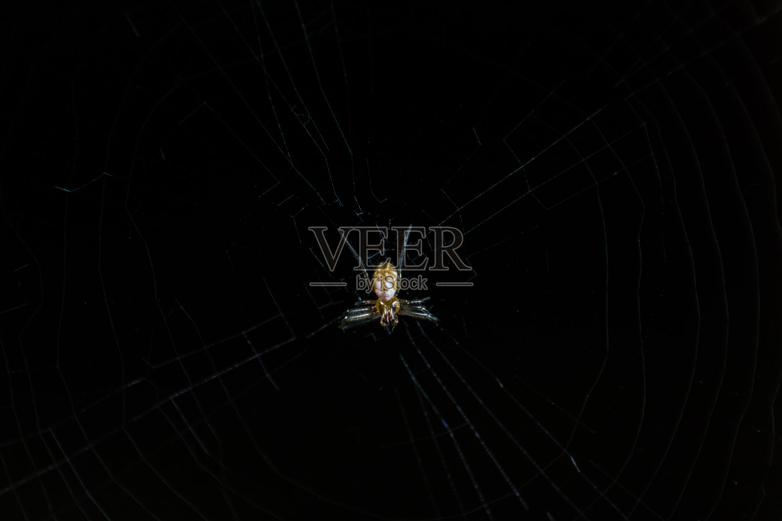 蜘蛛网上的蜘蛛以黑色为背景照片摄影图片
