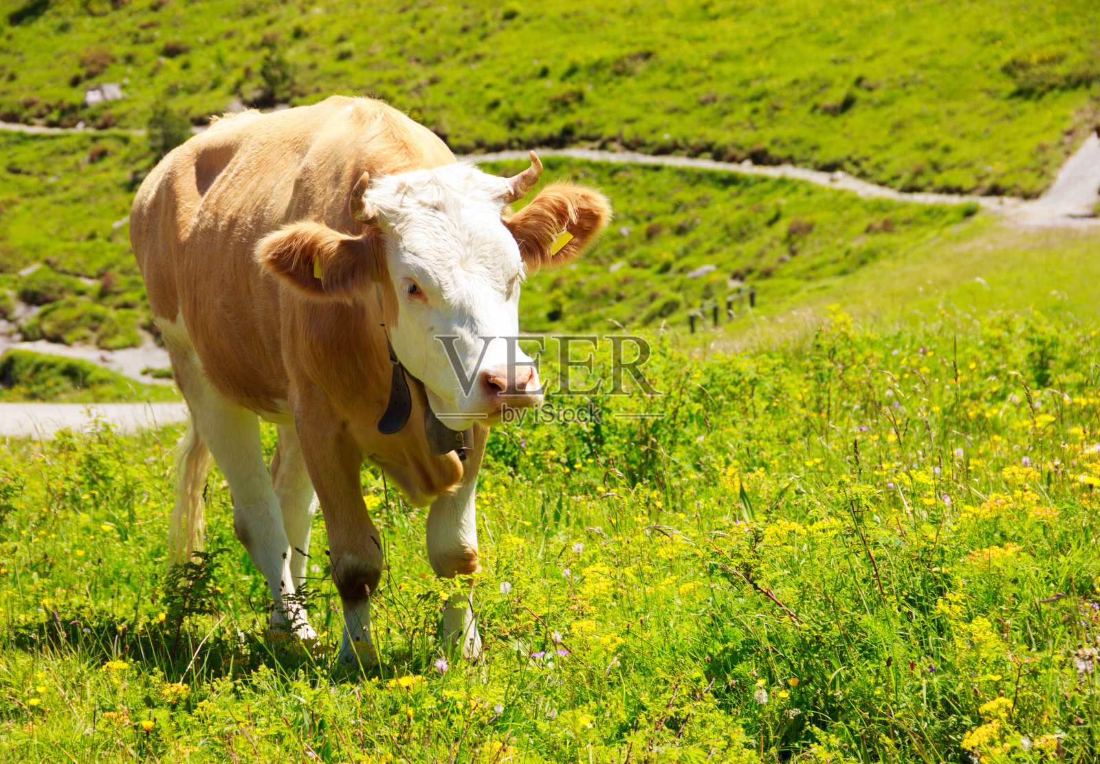 在农村草地上游荡的牛照片摄影图片