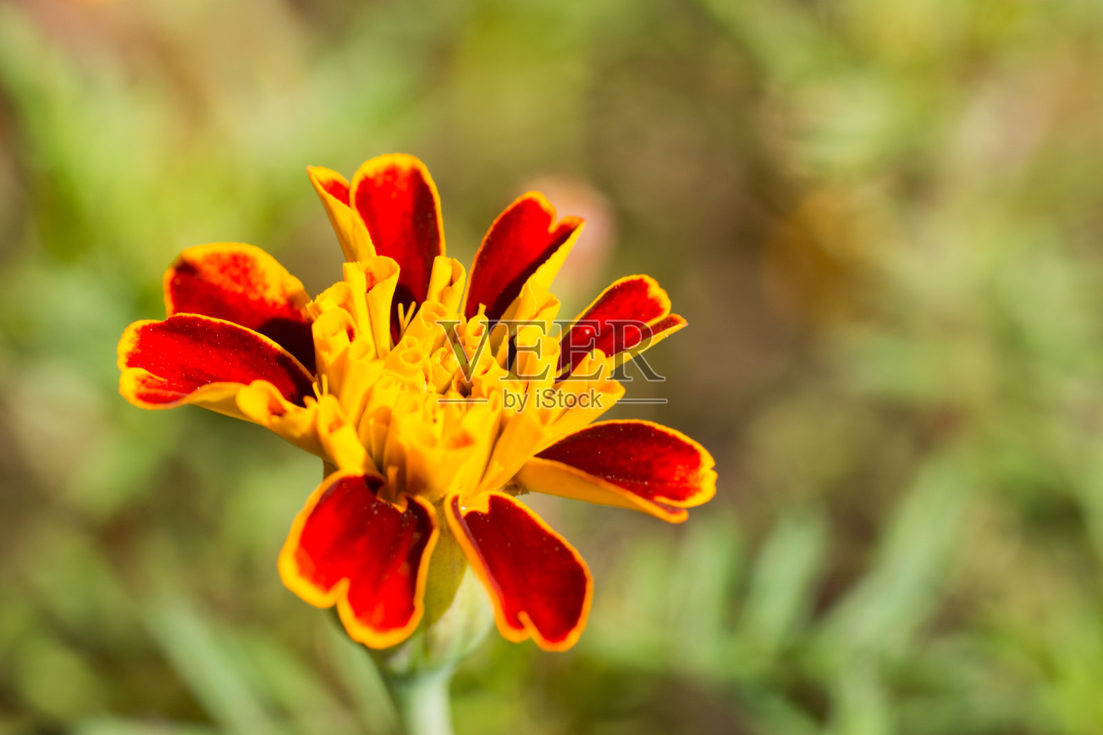 春天的郁金香花孤立地在白色的背景上照片摄影图片