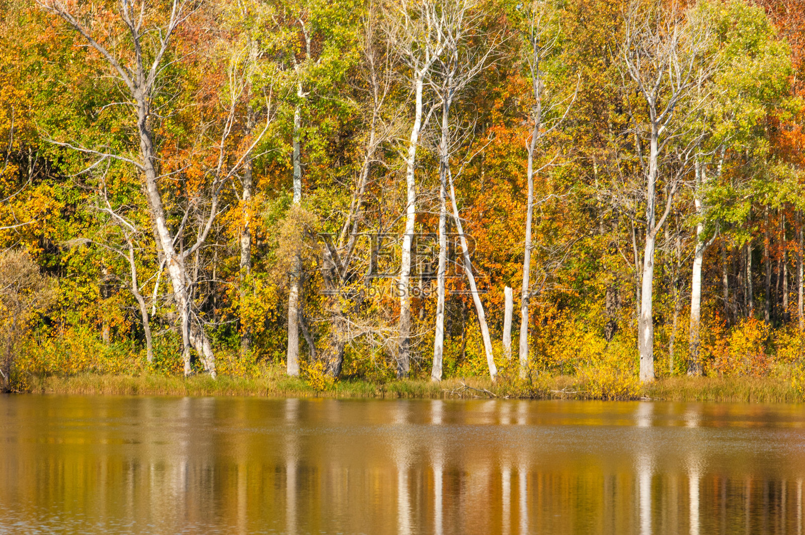 秋天的河,秋天的树在金色照片摄影图片
