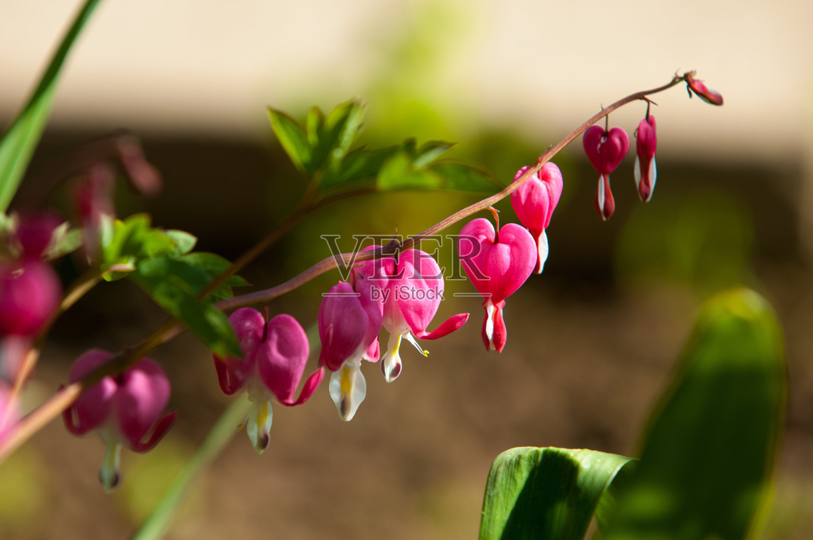 Lamprocapnos海棠。流血的心。亚洲“忧国忧民”。荷兰人的马裤。七弦琴的花。lady-in-a-bath照片摄影图片