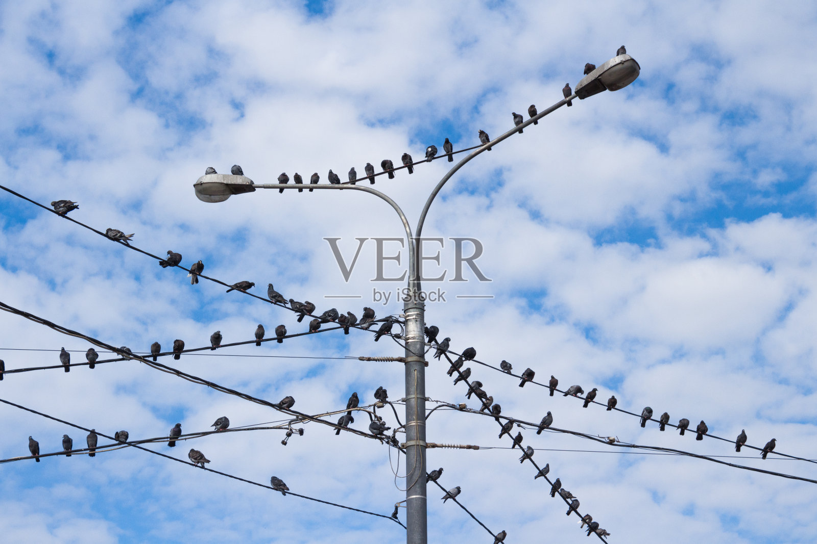 水泥电杆上的鸽子照片摄影图片