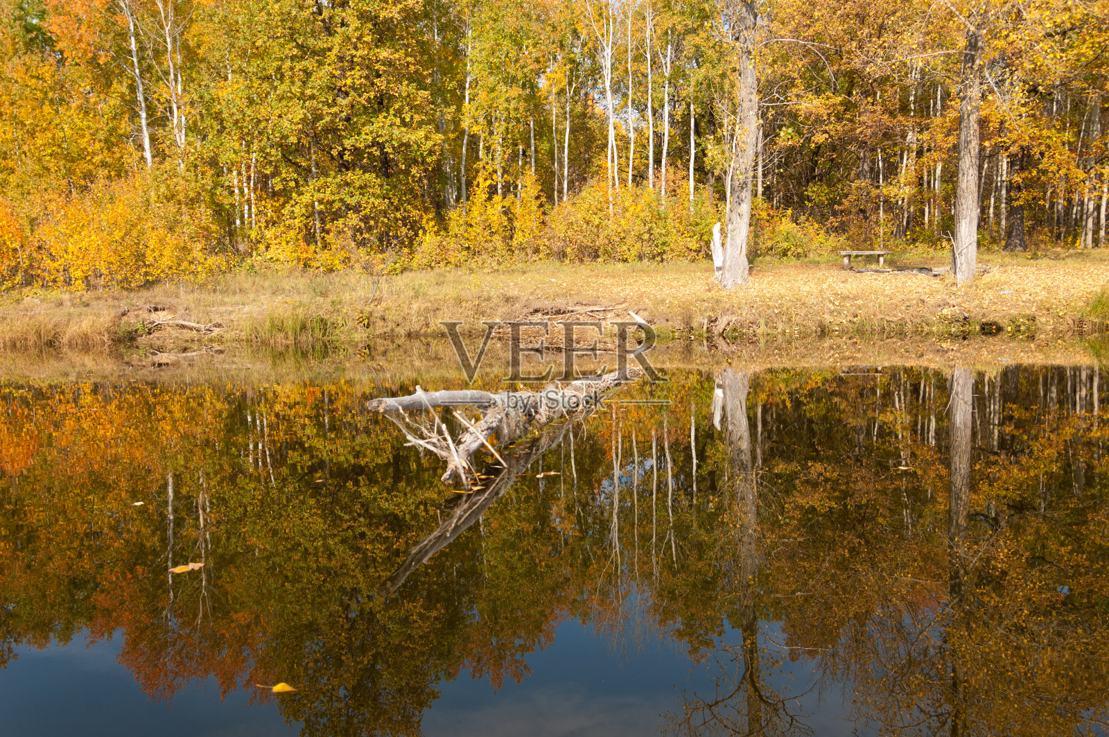 秋天平静的湖面上映照着水面上的树木照片摄影图片