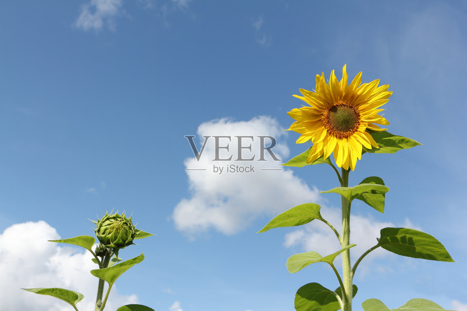 蓝天下的向日葵照片摄影图片