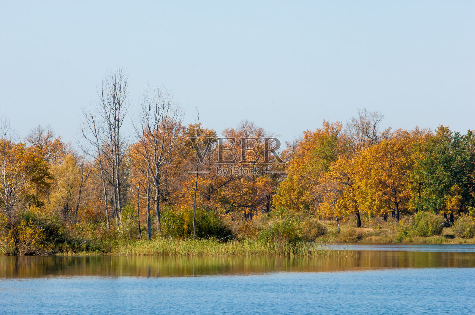 秋天的河,秋天的树在金色照片摄影图片