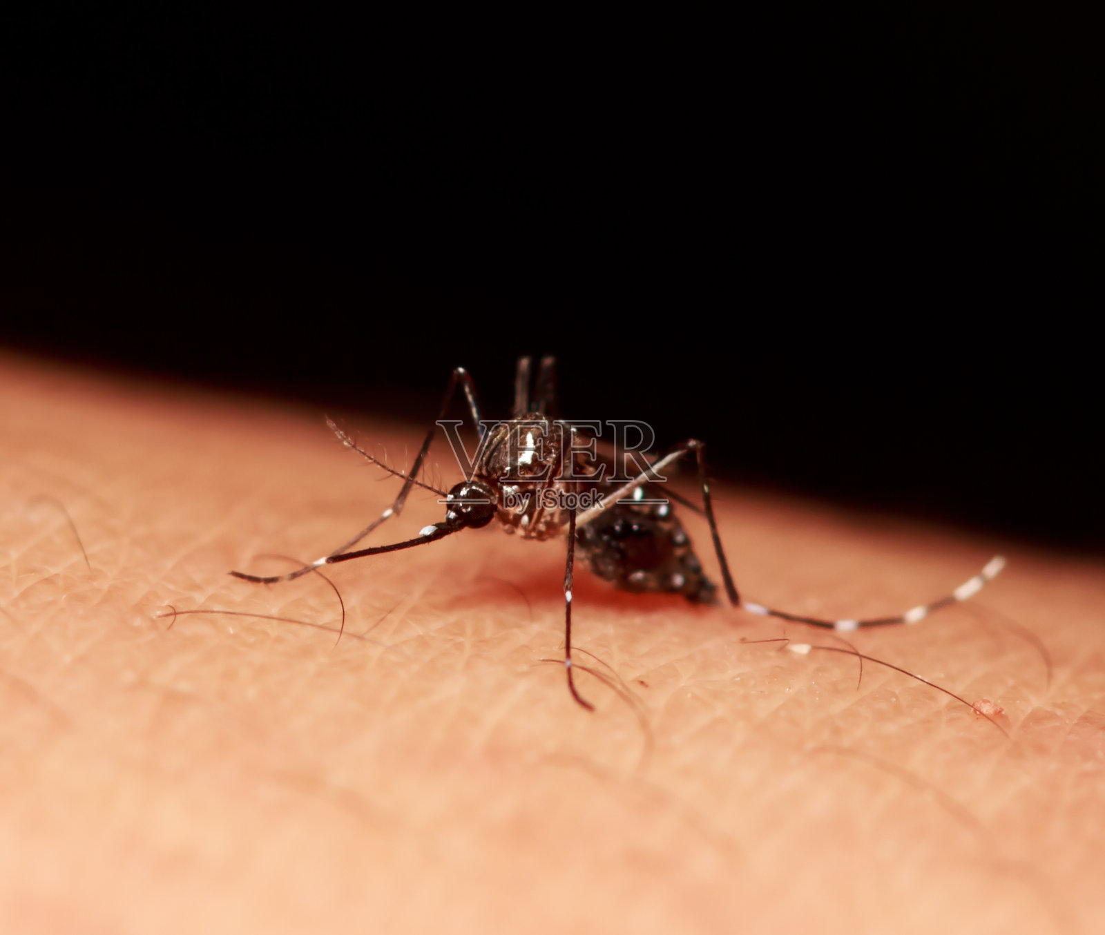 黑色的库蚊蚊照片摄影图片