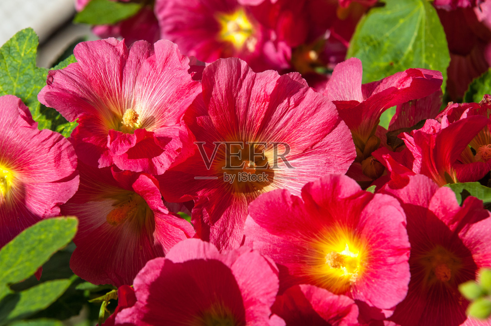 紫色照片摄影图片